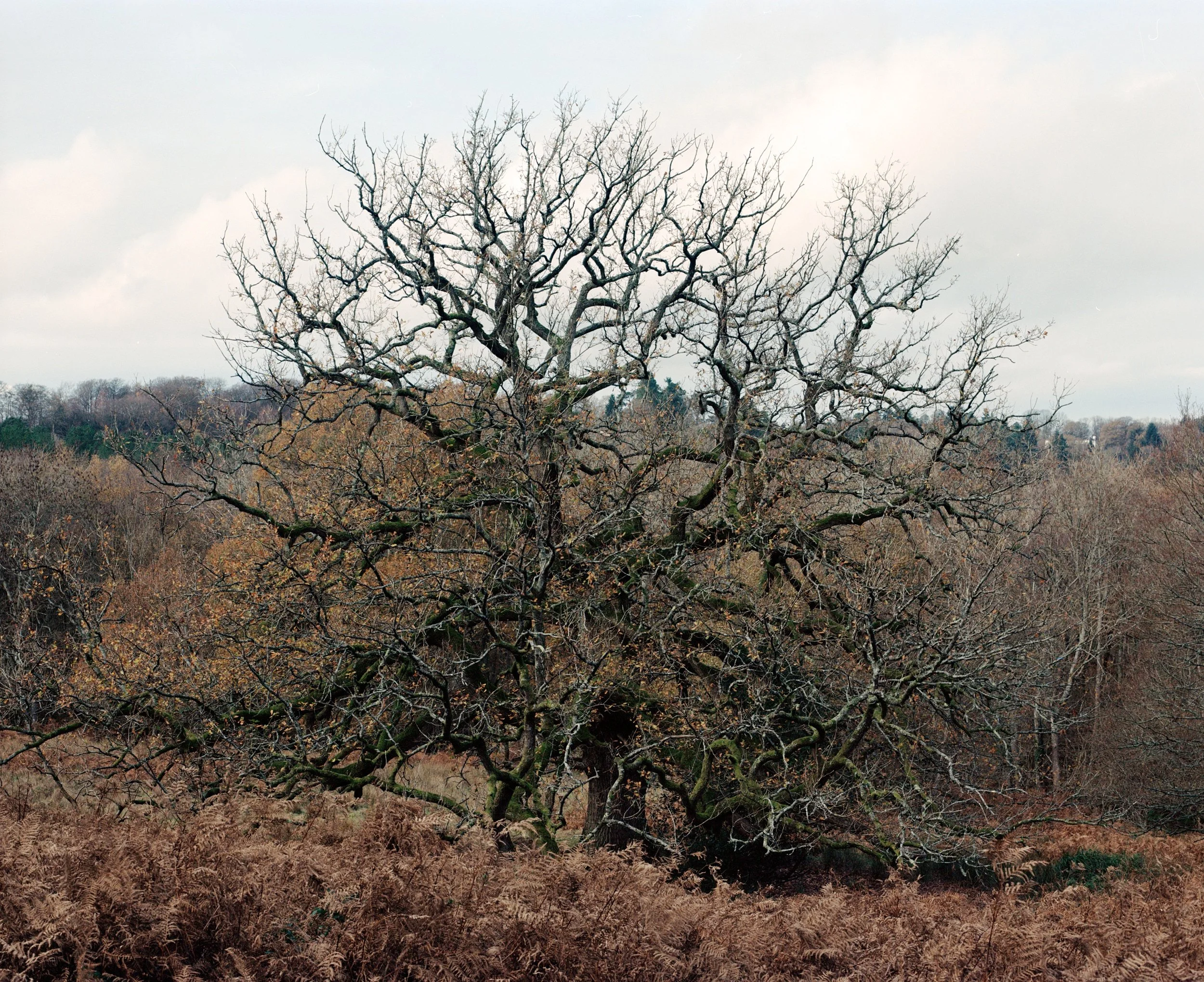Ashdown Forest No. 1