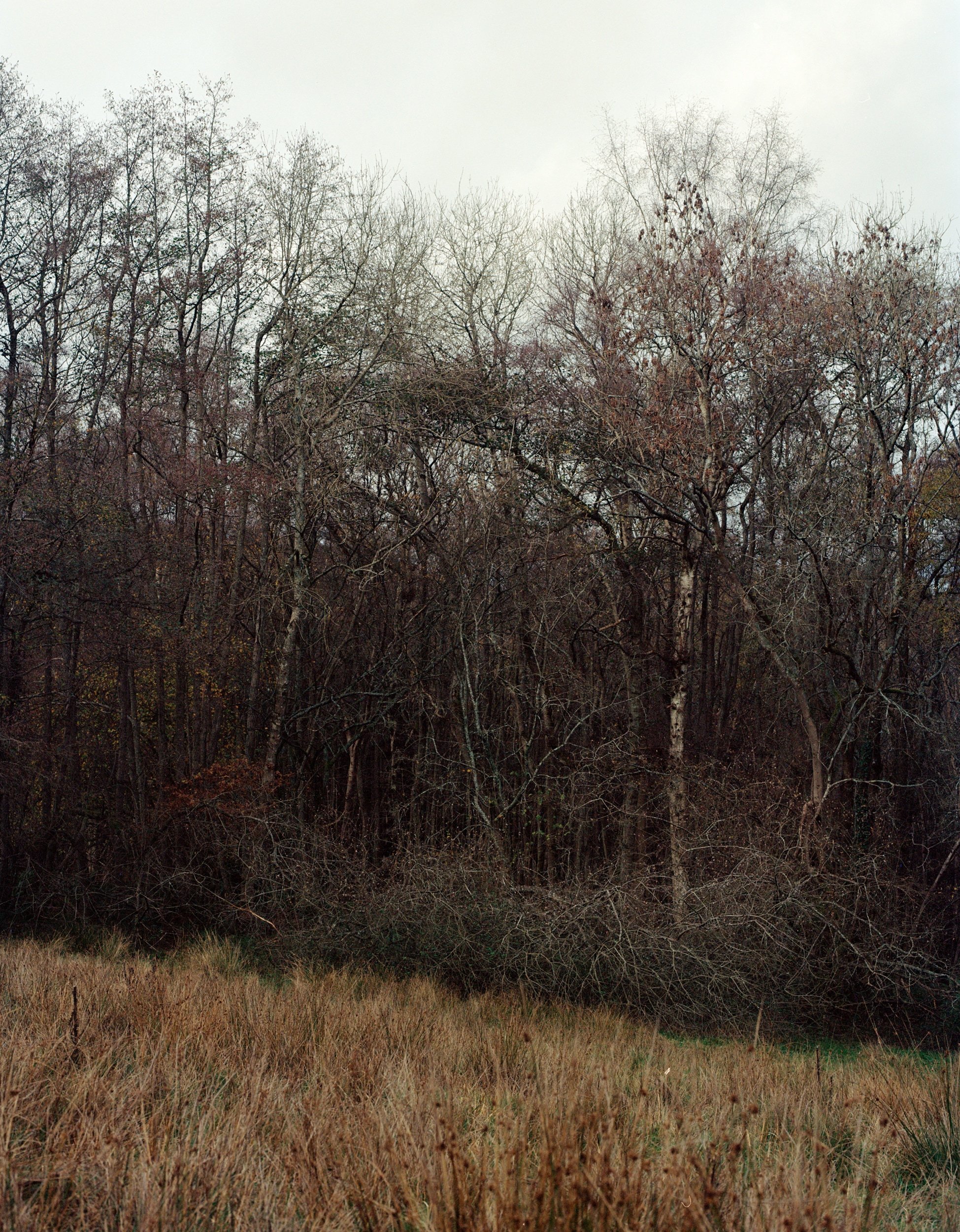 Ashdown Forest No. 3