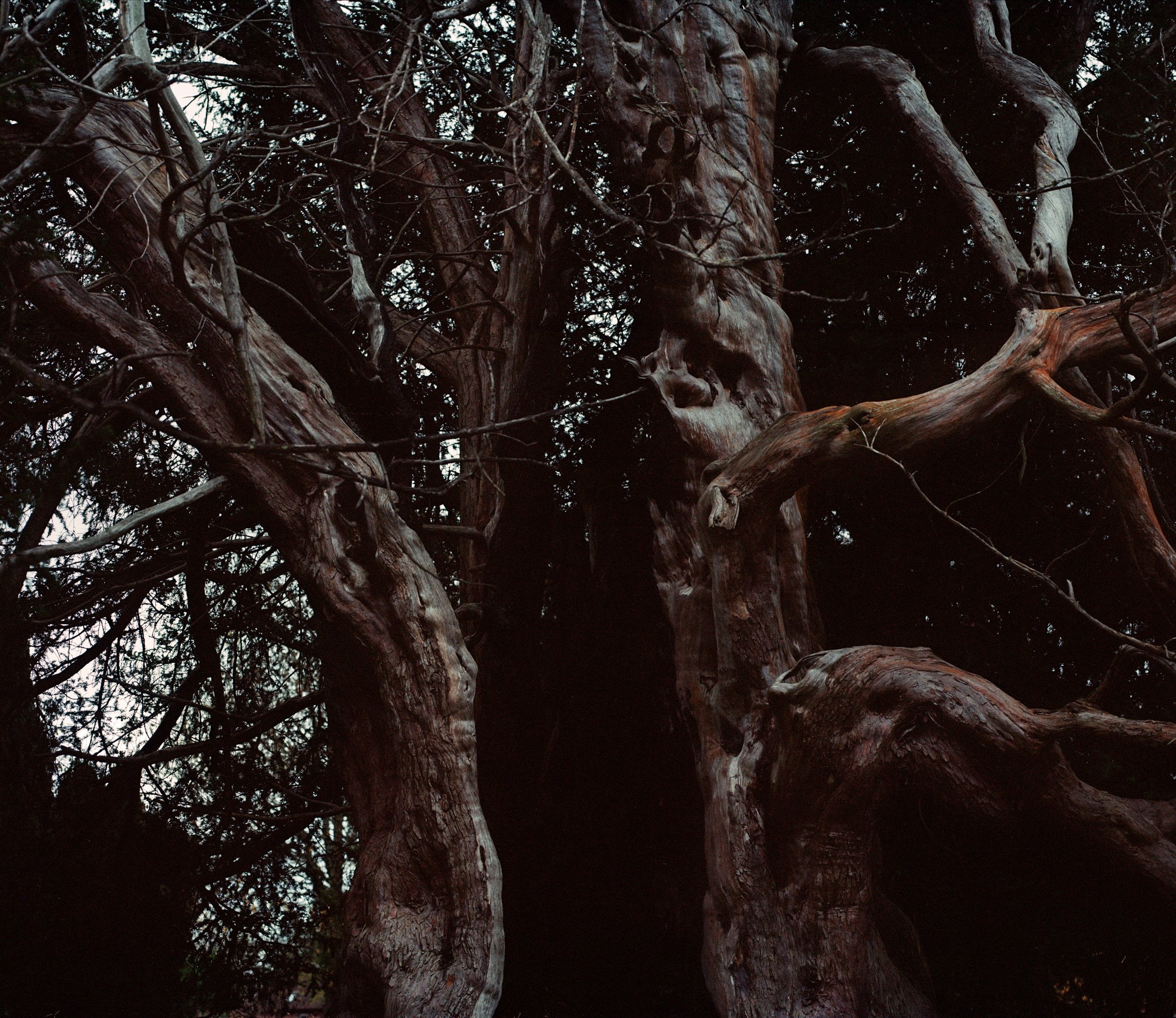 Ancient Charlwood Yew Tree