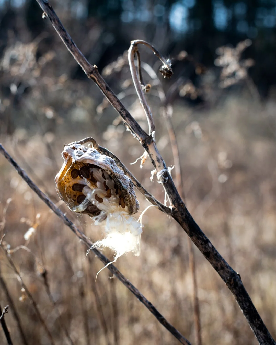 NATURE WALK IN 2.jpg