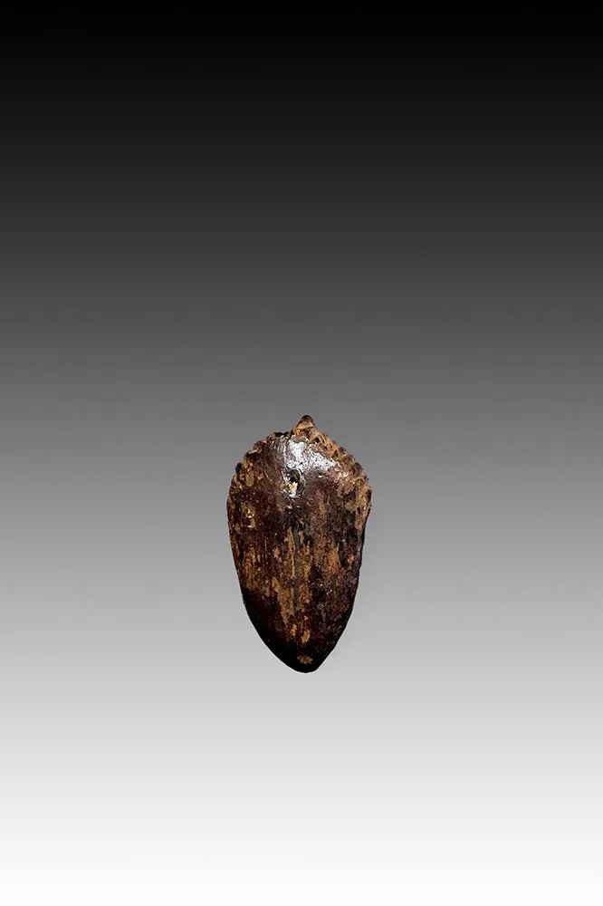 Bassa miniature mask, back view with glossy brown patina.  www.gallerytribalart.com