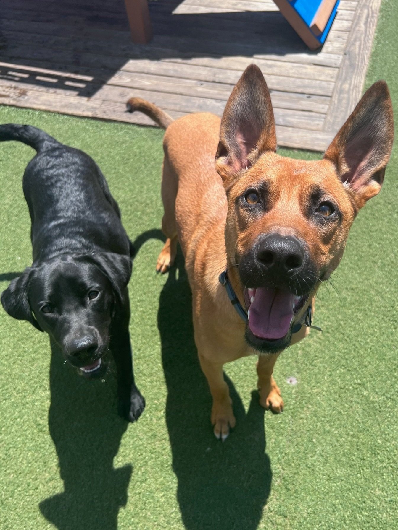 Daycare At Metro Dog Metro Dog Daycare And Boarding daycare-at-metro-dog-metro-dog-daycare-and-boarding