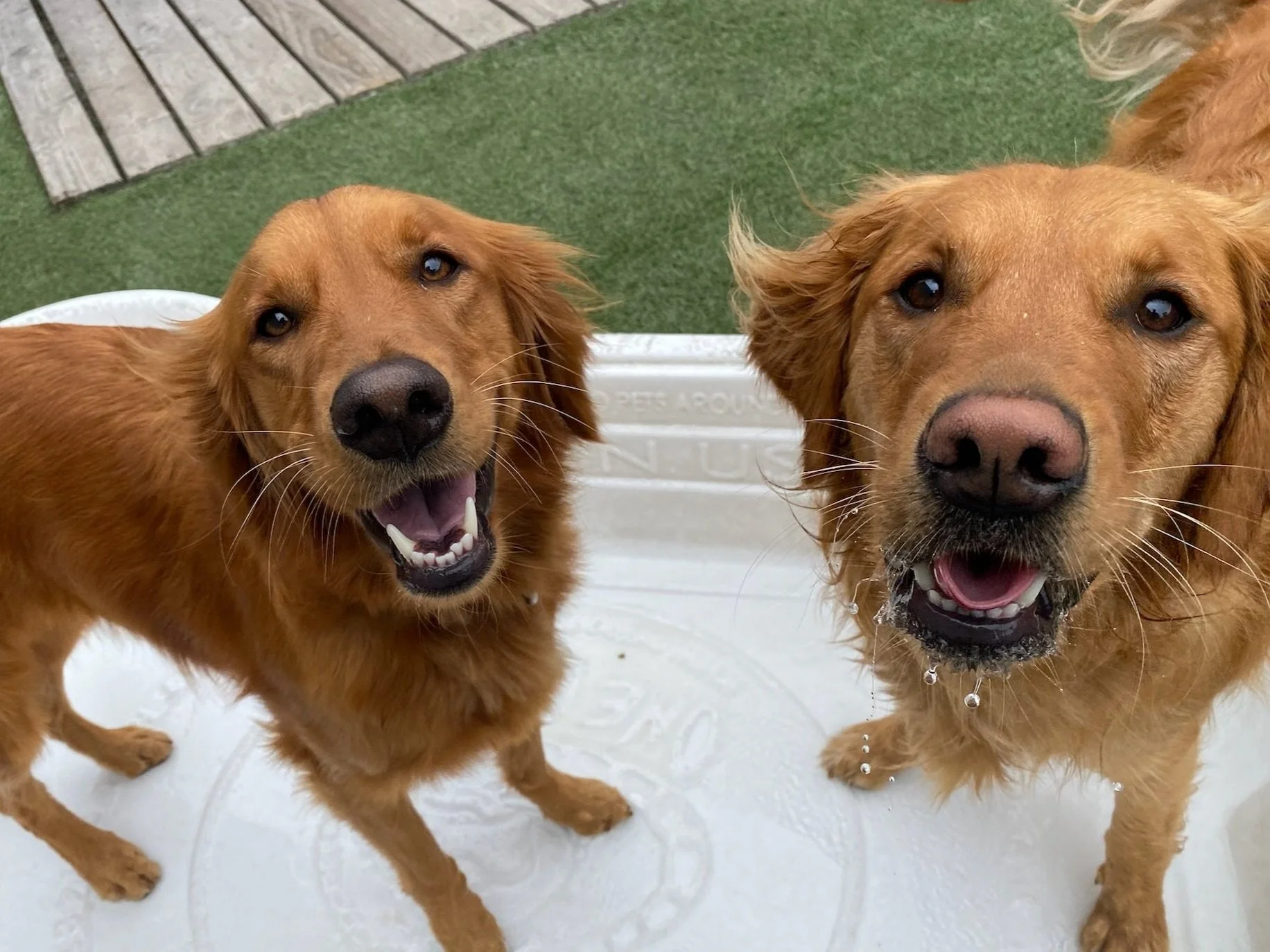 Metro Dog Daycare And Boarding Metro Dog Daycare And Boarding