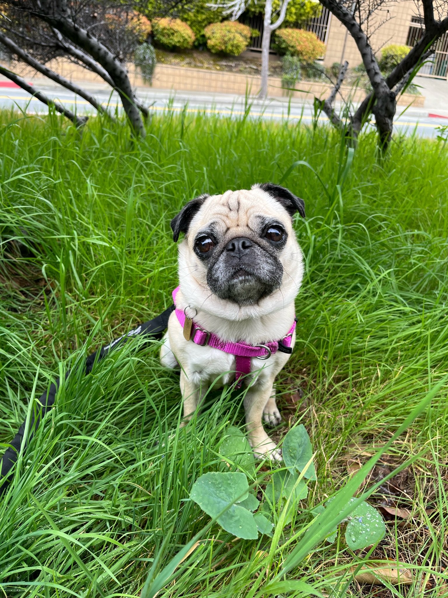 Daycare at Metro Dog — Metro Dog Daycare and Boarding