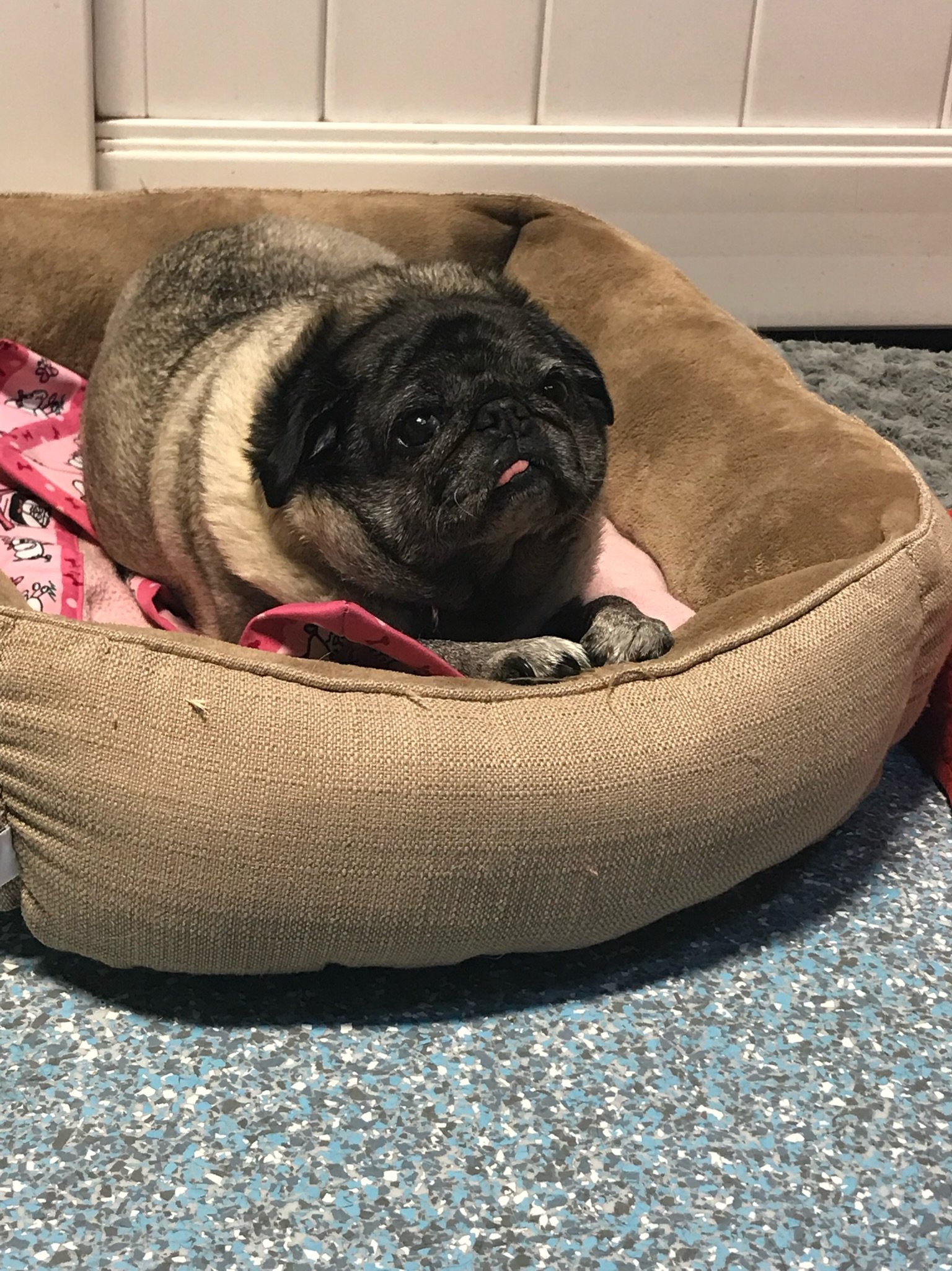 Boarding at Metro Dog — Metro Dog Daycare and Boarding