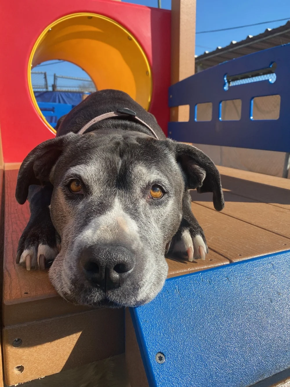 Metro Dog Daycare and Boarding