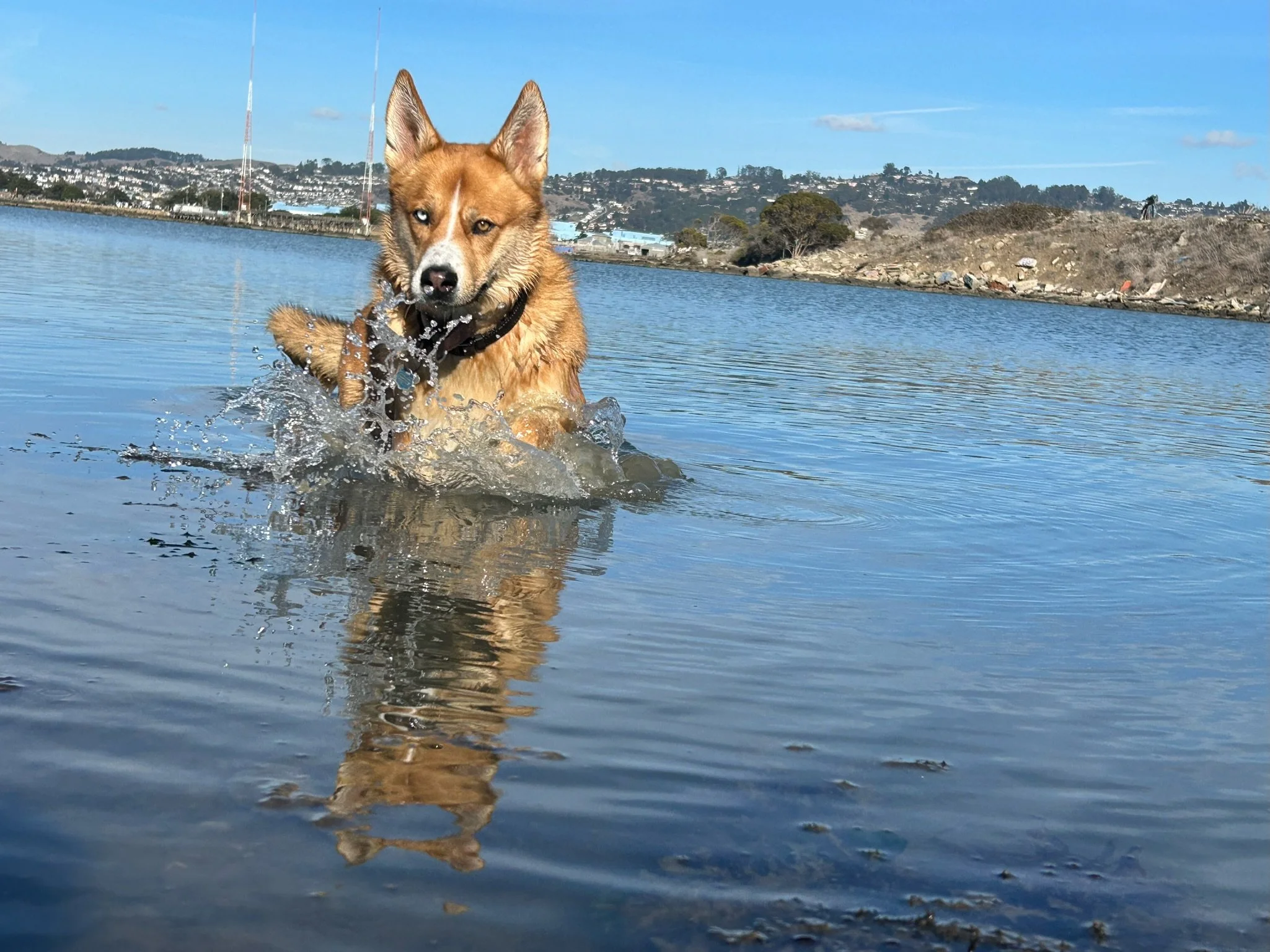 Metro Dog Daycare and Boarding