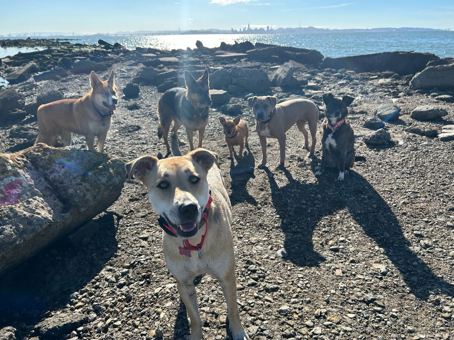 Metro Dog Daycare and Boarding