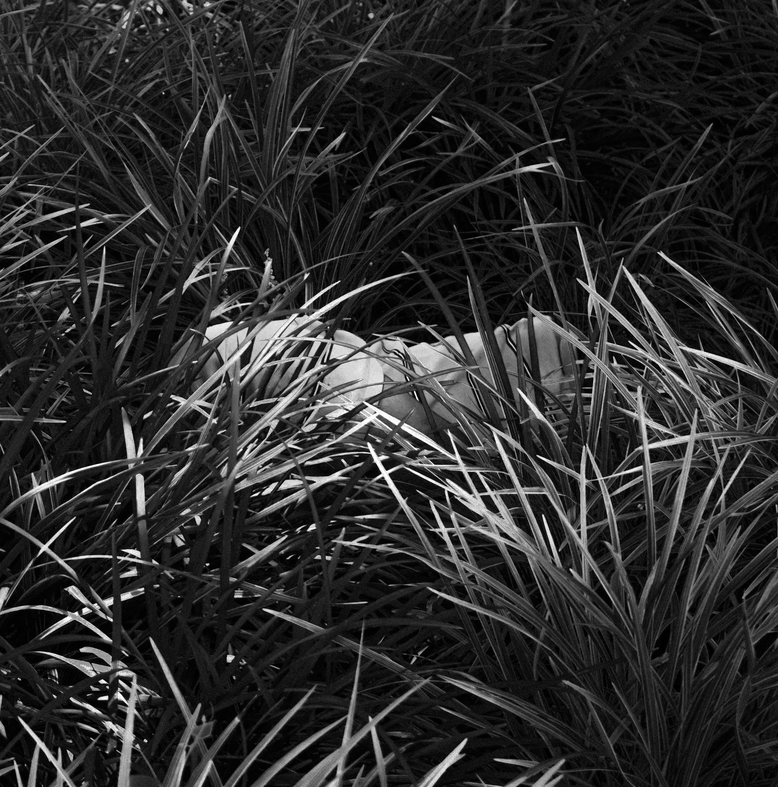 A body resting from the midday sun in the bushes of Parque Morazán, one of SJ most frequented parks.
