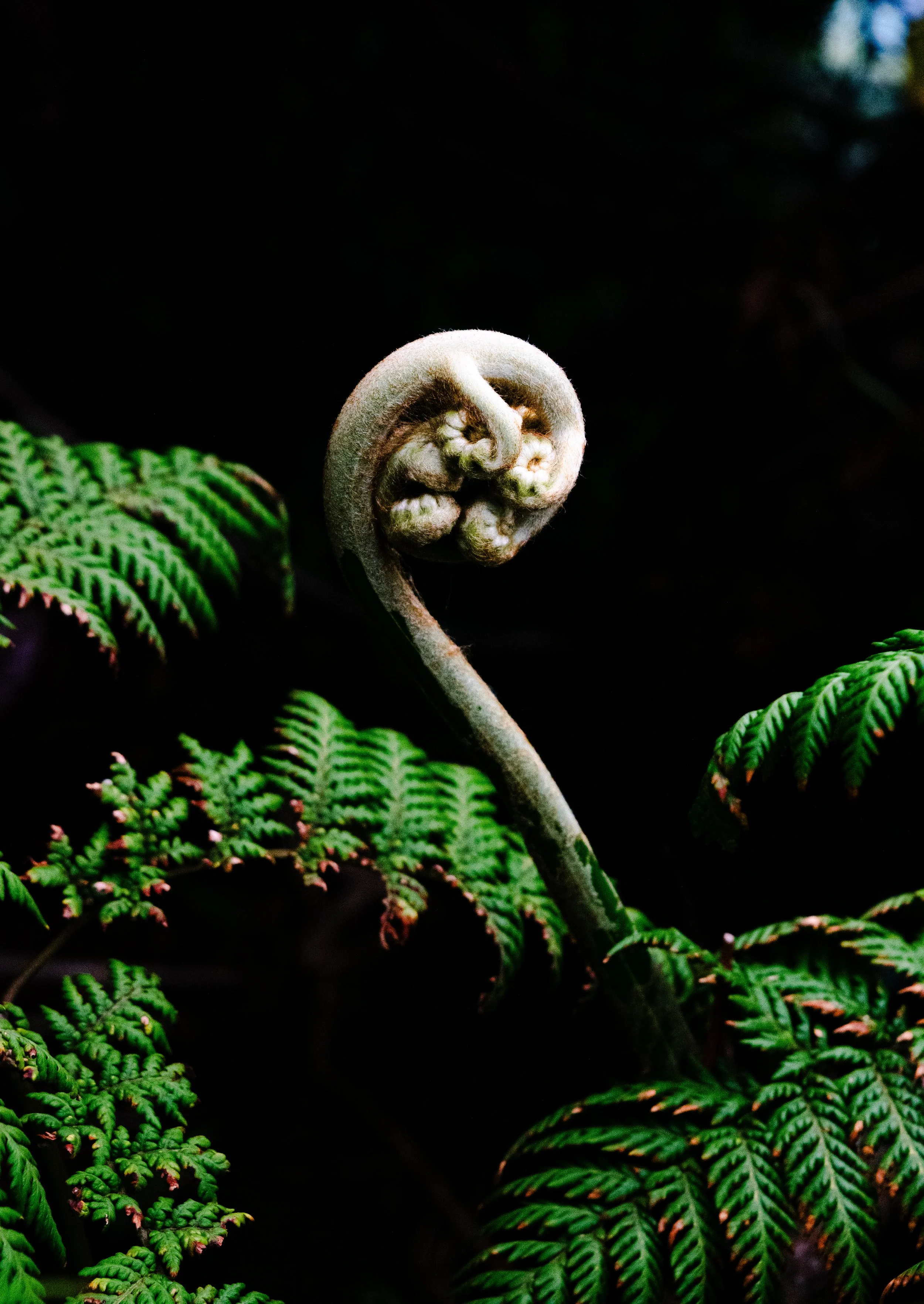 DSC_1038.jpg