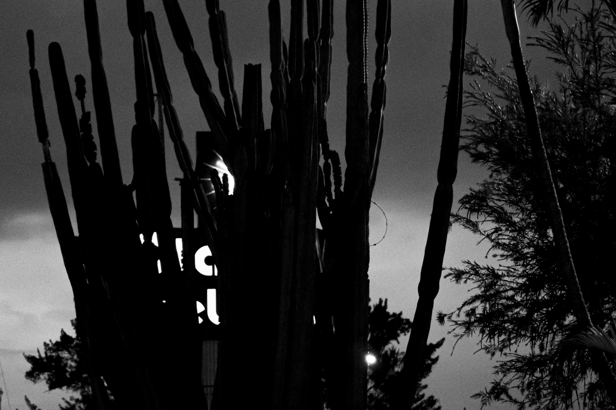 A stand of cacti covering a shopping mall's neon sign at Plaza del Sol, Curridabat.