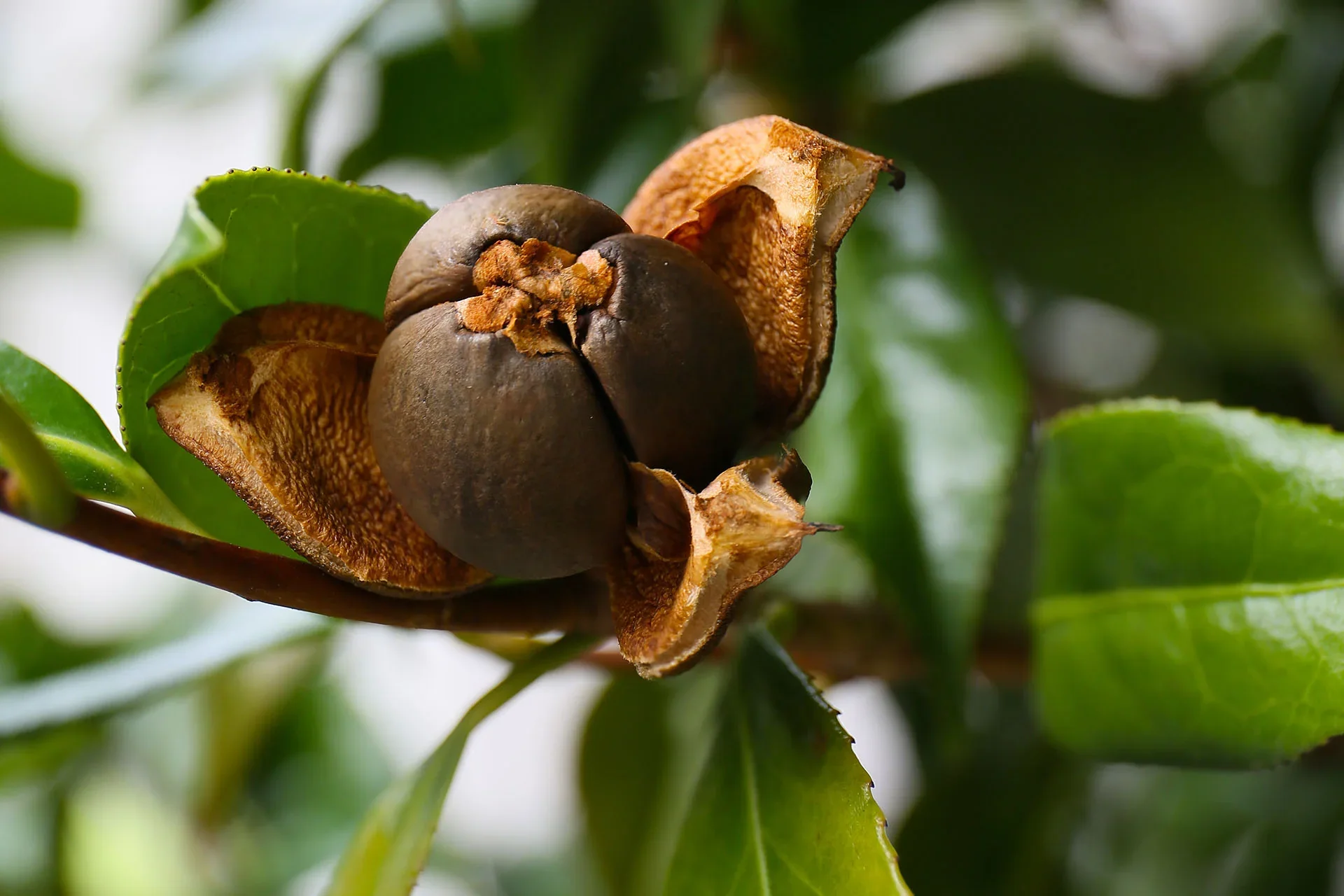 CAMELLIA-SEED.webp