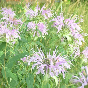 Bee_Balm_350x350.webp
