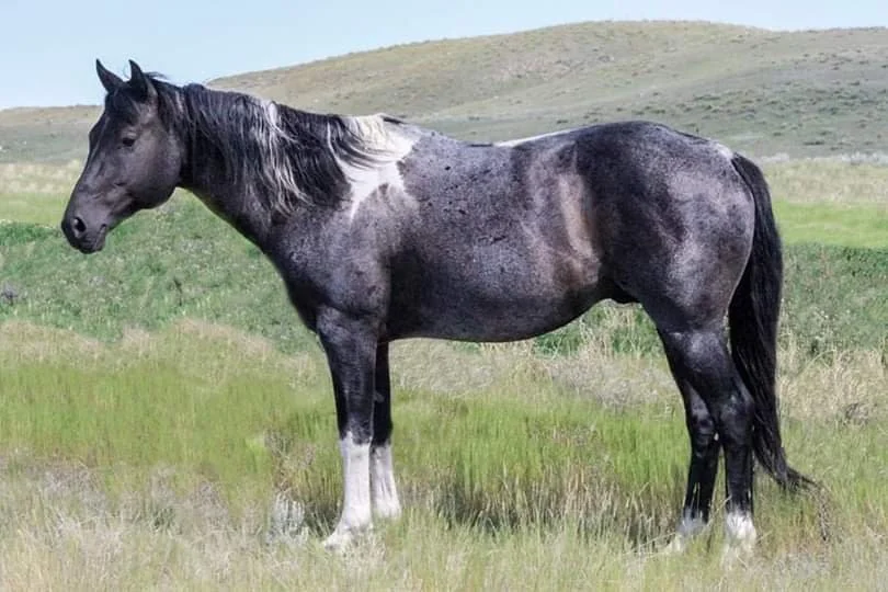 paint-stallion.jpeg