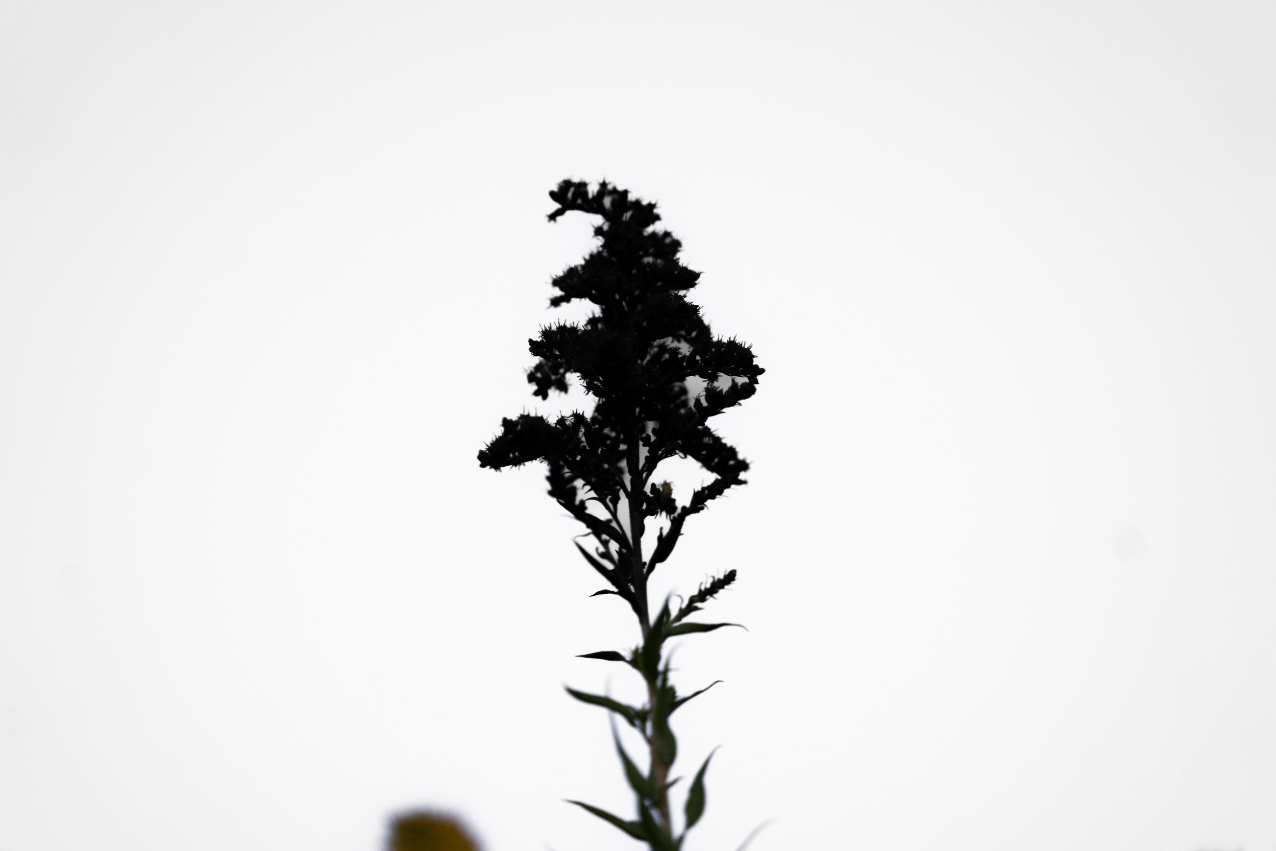 DSC03166.jpg