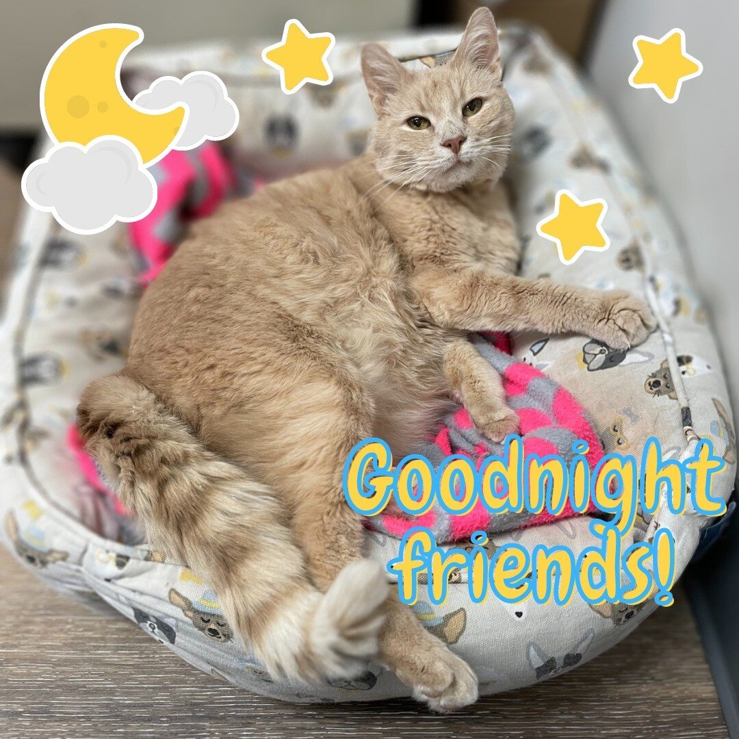 Romeo would like to wish all of his furry friends a goodnight. Sleep tight and dream of Temptations and Milk Bones tonight!

#udvh #goodnight🌙 #sleeptight #treats #comfycozy