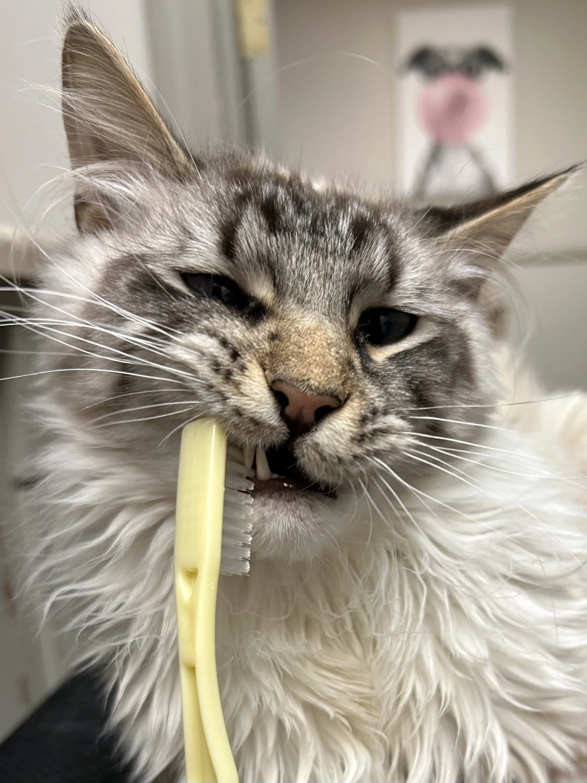 February is Dental Month!