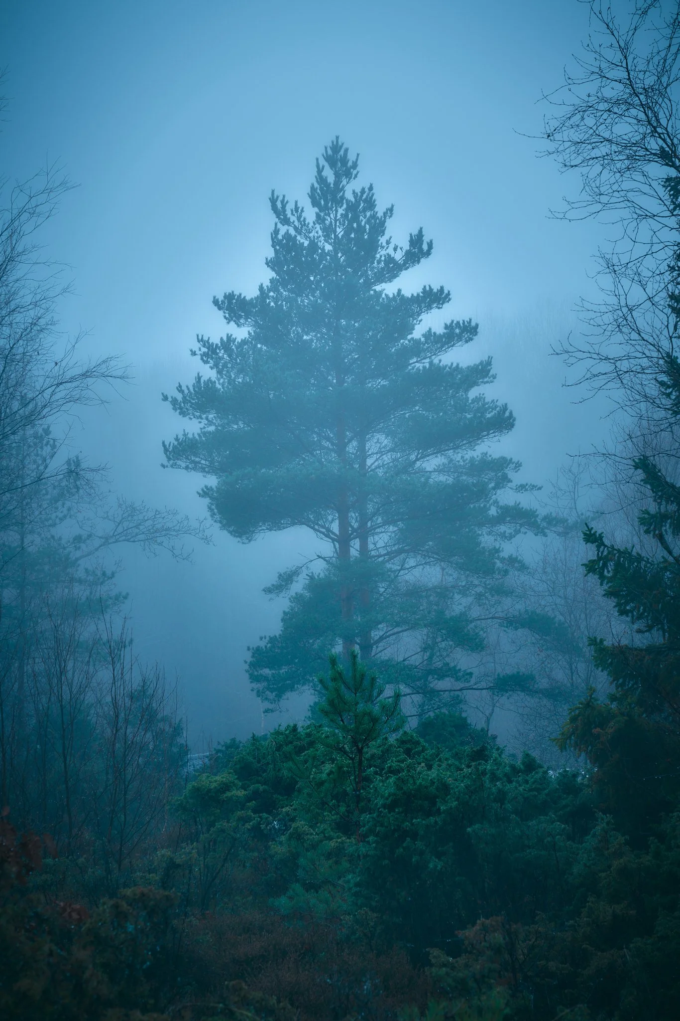 Zen2_nov. 13 2022 6.jpg