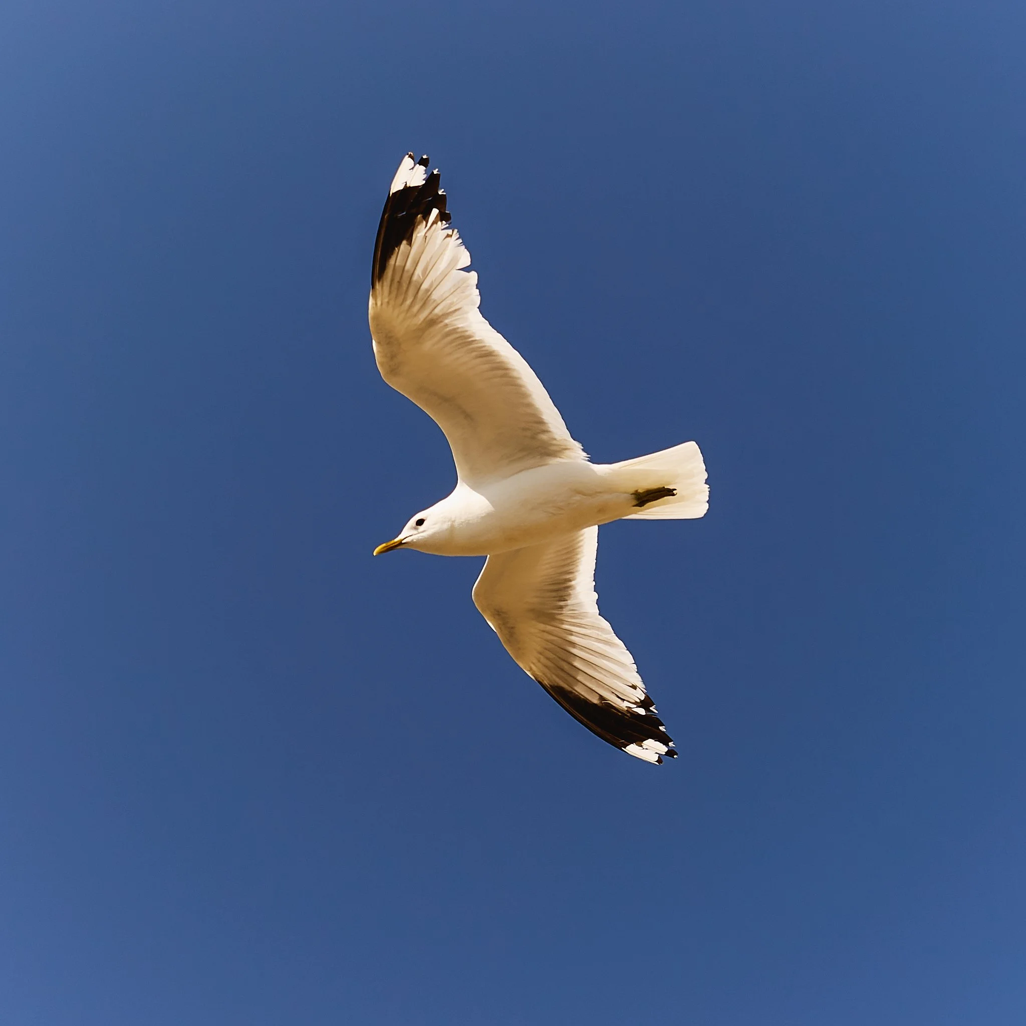 Flygande mås vid Hunnebostrand