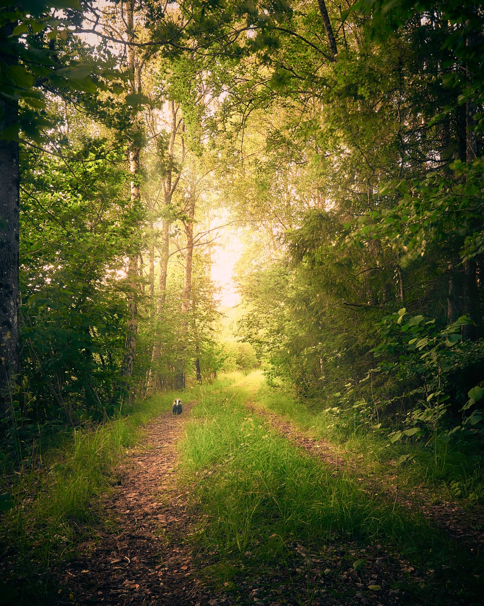En grävling på promenad i skogen