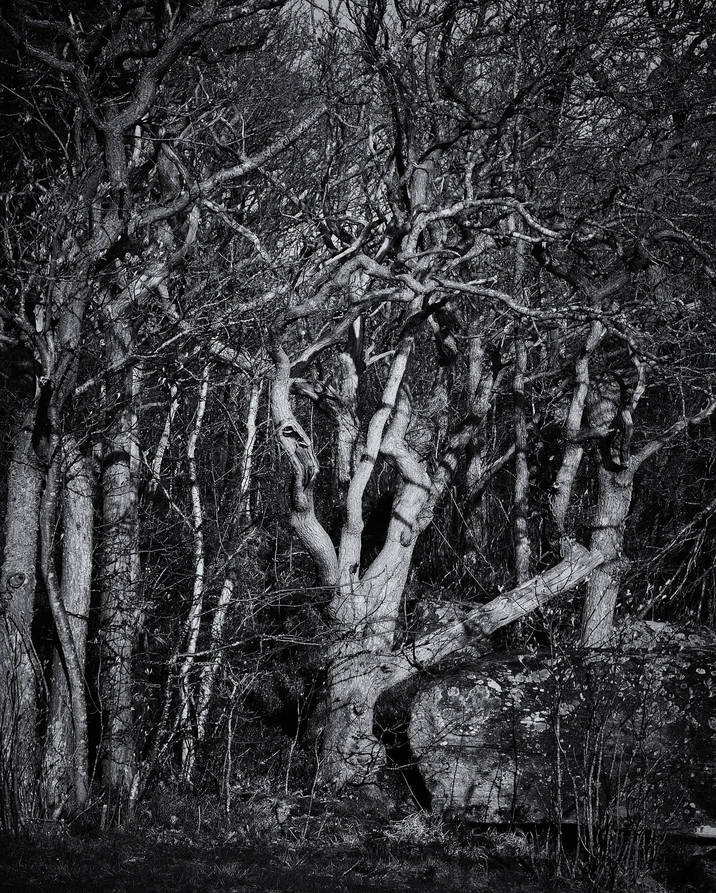 Entangled tree
.
.
.
.
.
#m&ouml;nlycke #zenscape_photography #h&auml;rryda #blackandwhitephotography #svartvitt #svartvit