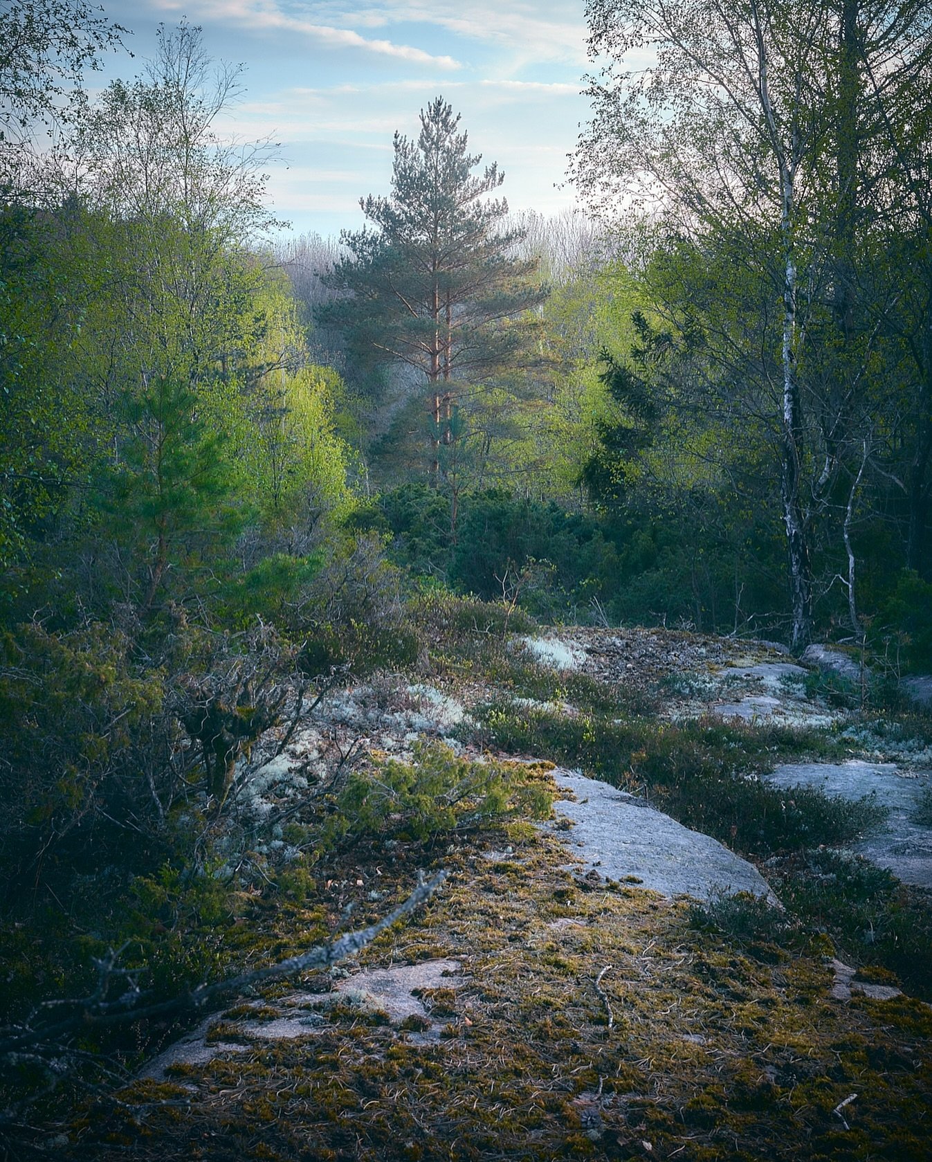 The light of spring in the forest.
.
.
.
.
#zenscape_photography #hunnebostrand #tossene #soten&auml;s #sweden #sverige #v&aring;ren #v&aring;rbilder #v&aring;r #loves_sweden #sweden_images #bohusl&auml;n #vandring #skogstur #skogen