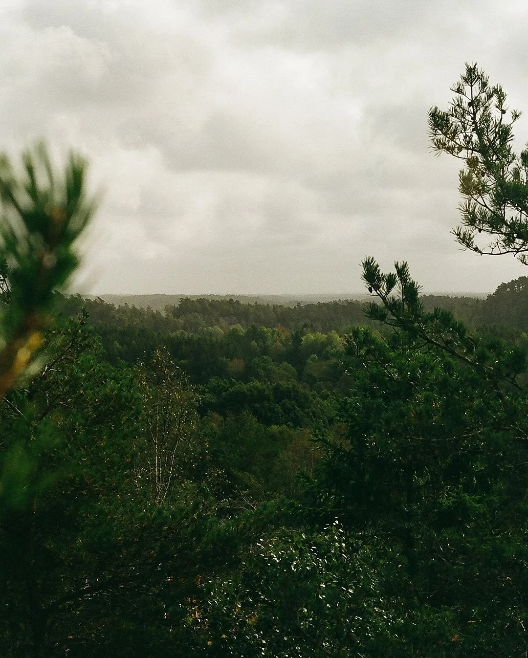 At the mountain near my home, shot on film with the Kodak Gold 200 filmstock
.
.
.
.
.
#35mmfilm #35mm #kodakgold #kodakgold200 #analogfoto #analogfotografi #zenscape_photography #tossene #nordensark #soteleden #wanderlust #filmphoto #filmphotography