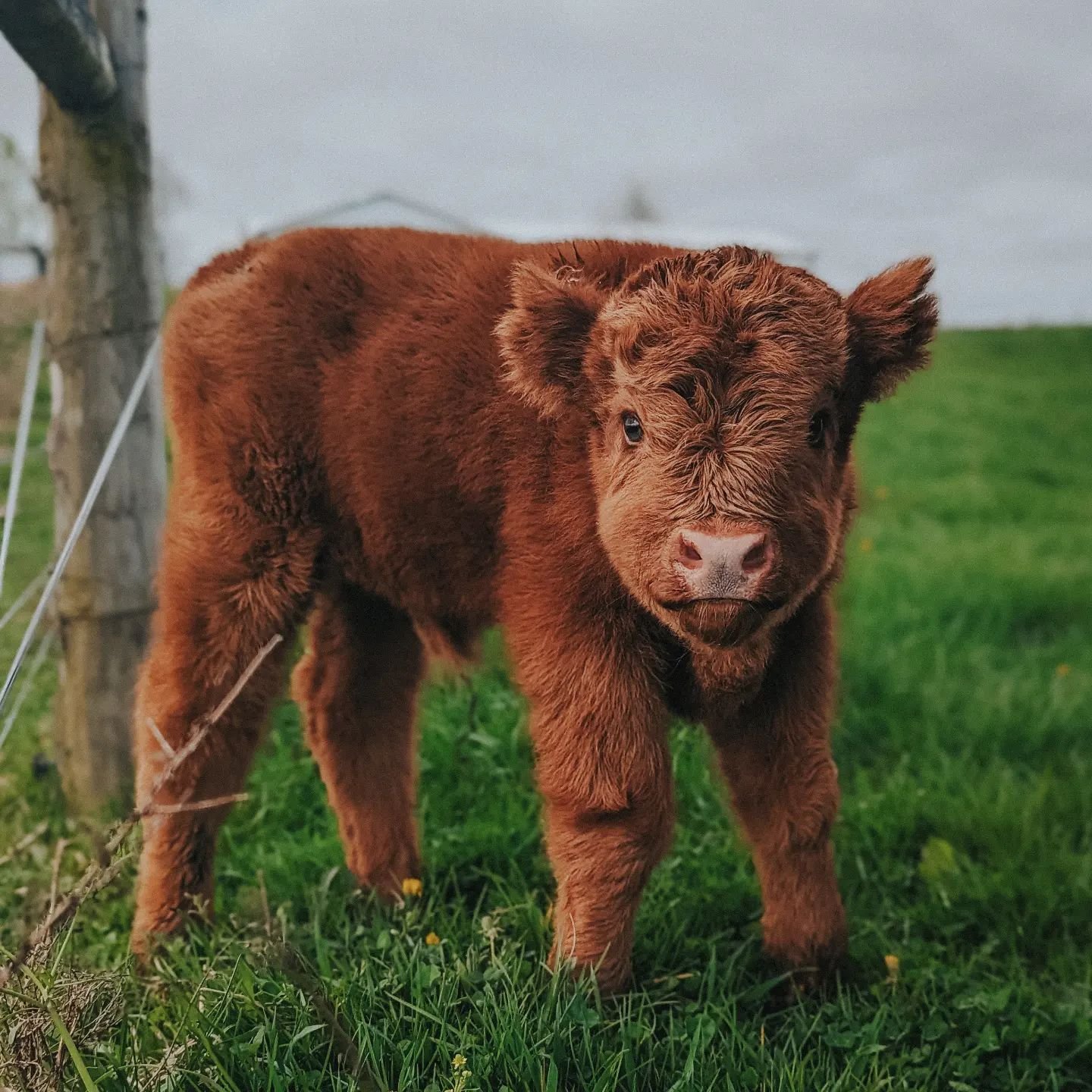 OAKLEY, our newest calf. 🤎 #scottishhighlandcattle #highlandheifer #highlandcows #highlandcow #highlandhillsfarm