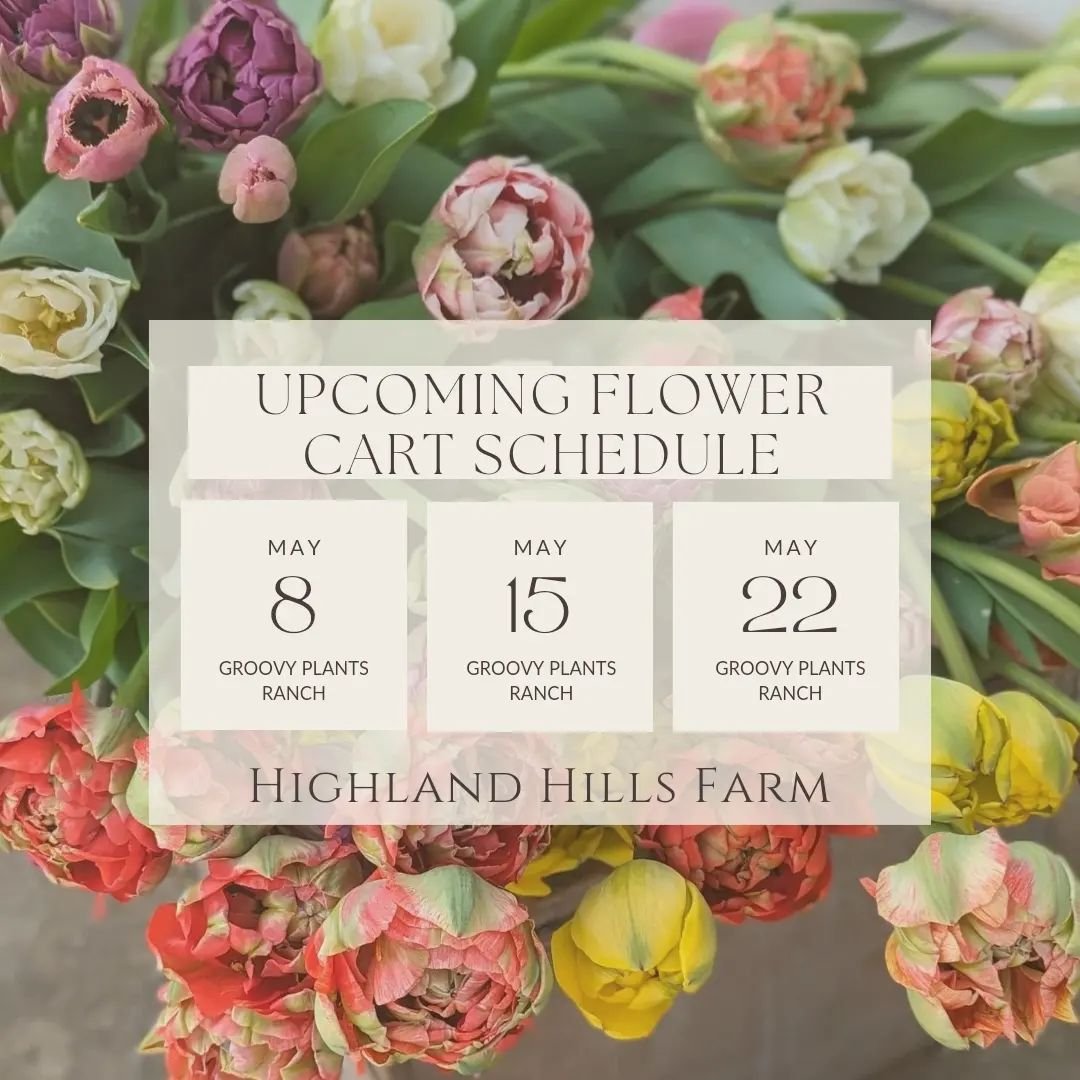 Upcoming flower cart schedule @groovyplantsranch ! Along with my flowers, I'll be bringing some cow prints, flower prints &amp; notecards that you can purchase. I can't wait to see you there! Hours will be 9-4. 💐 #flowercart #cutflowers #cutflowerfa