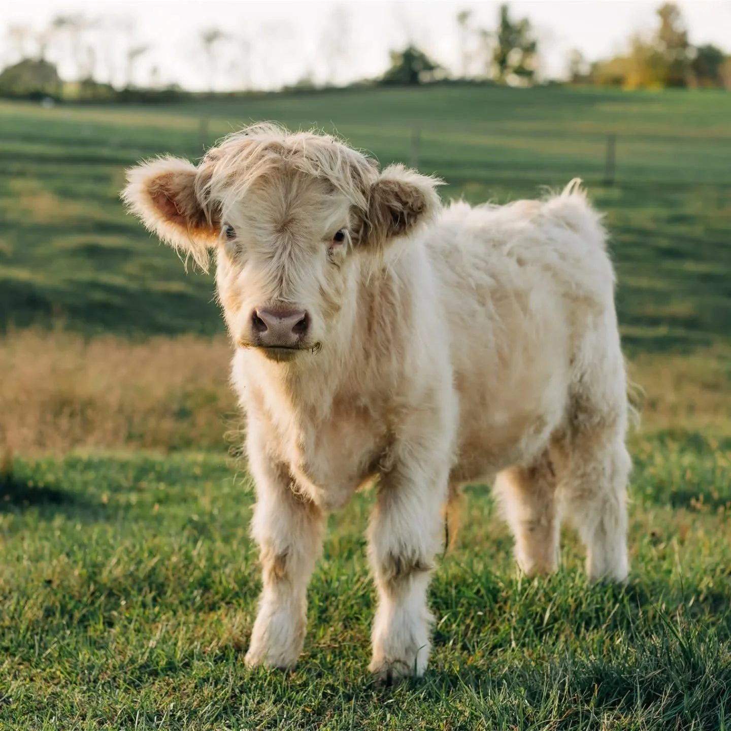 AVAILABLE! Beautiful white bull calf. AHCA registration pending. Weaned and loves scratches. March '25 calf. DM if interested!