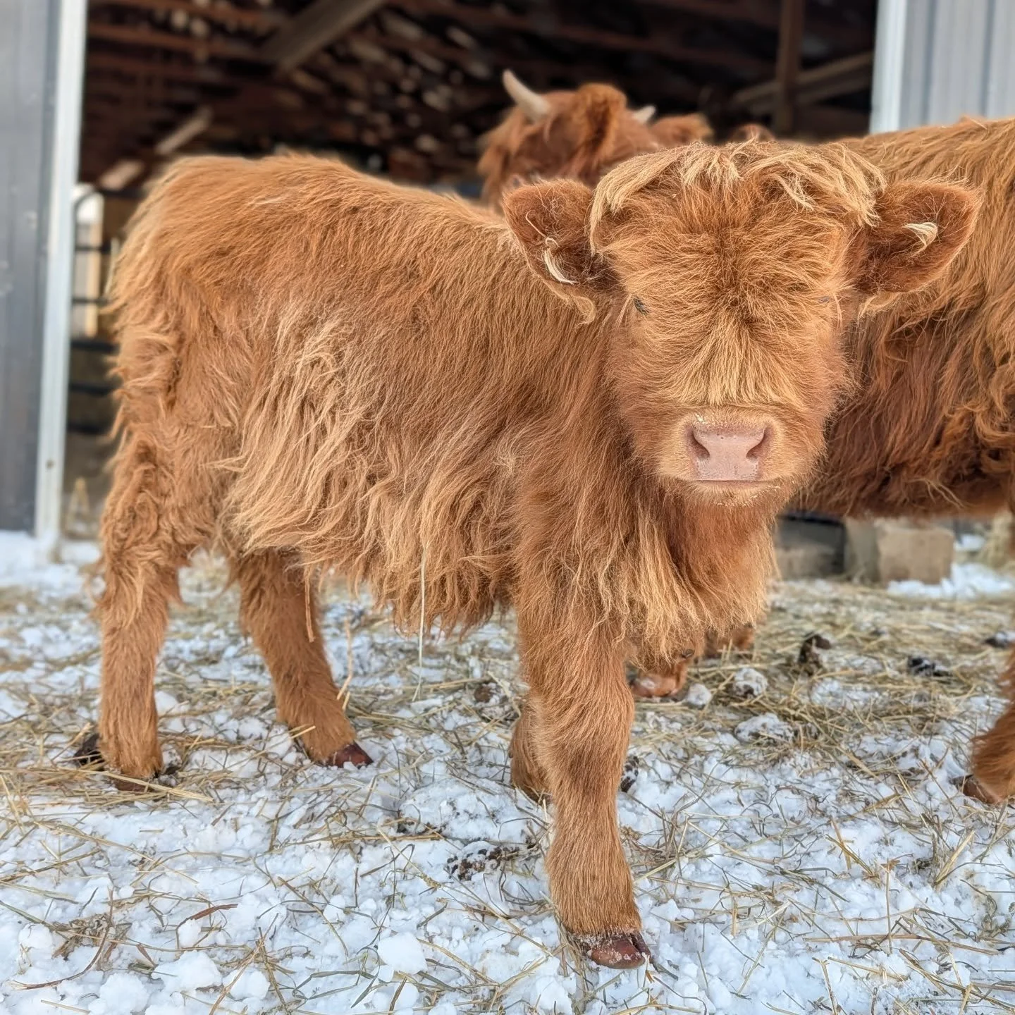 Highland Hills Rose is available. 6 months old, AHCA registered, recently weaned and ready for new pasture. ✨ DM me, if you're interested!