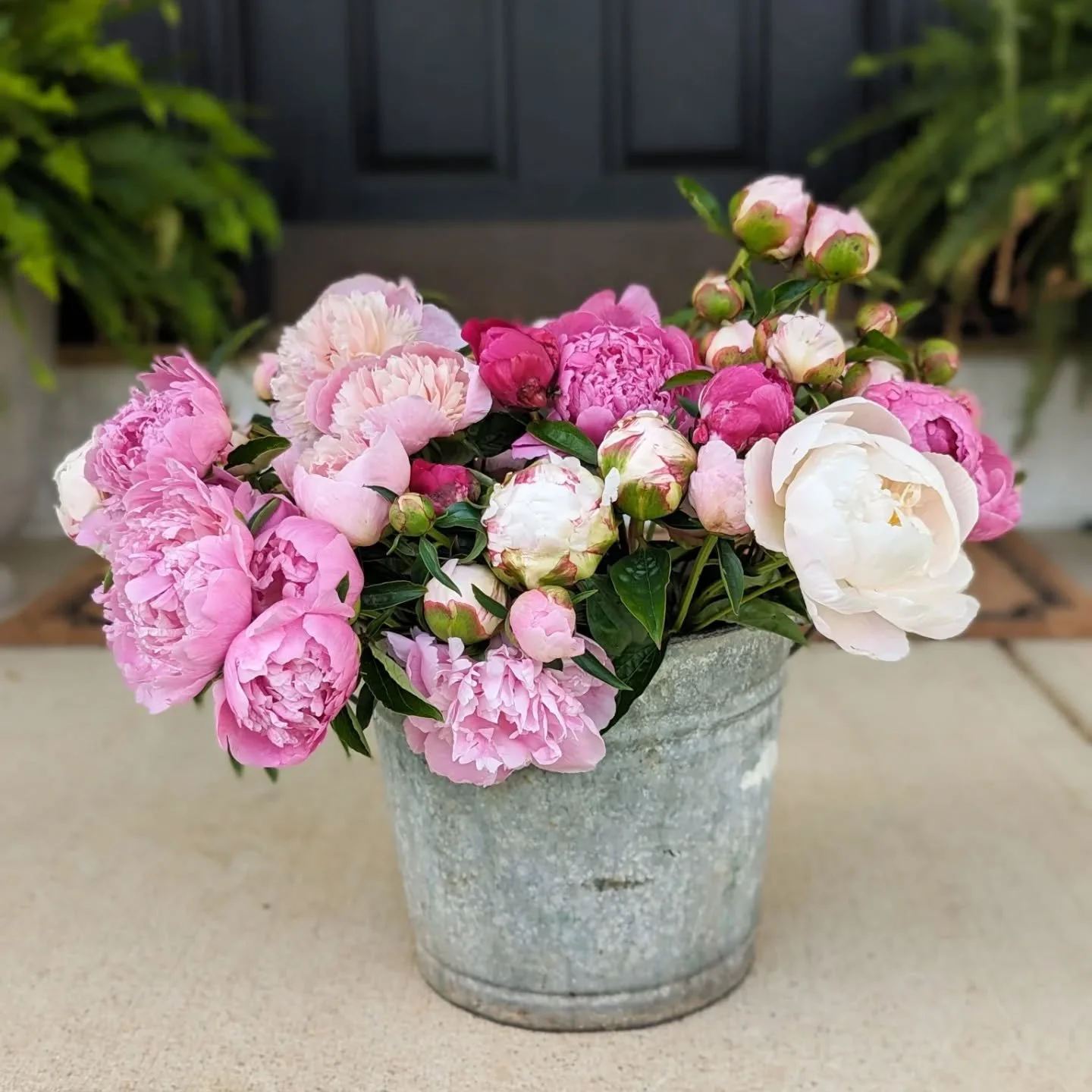 Get your peony orders in now for graduation parties/birthday parties/events happening in early June! Peonies typically start blooming mid-late May through early June. This year I'm offering a BUCKET OF PEONY BLOOMS (40-50 stems) for $100. These will 