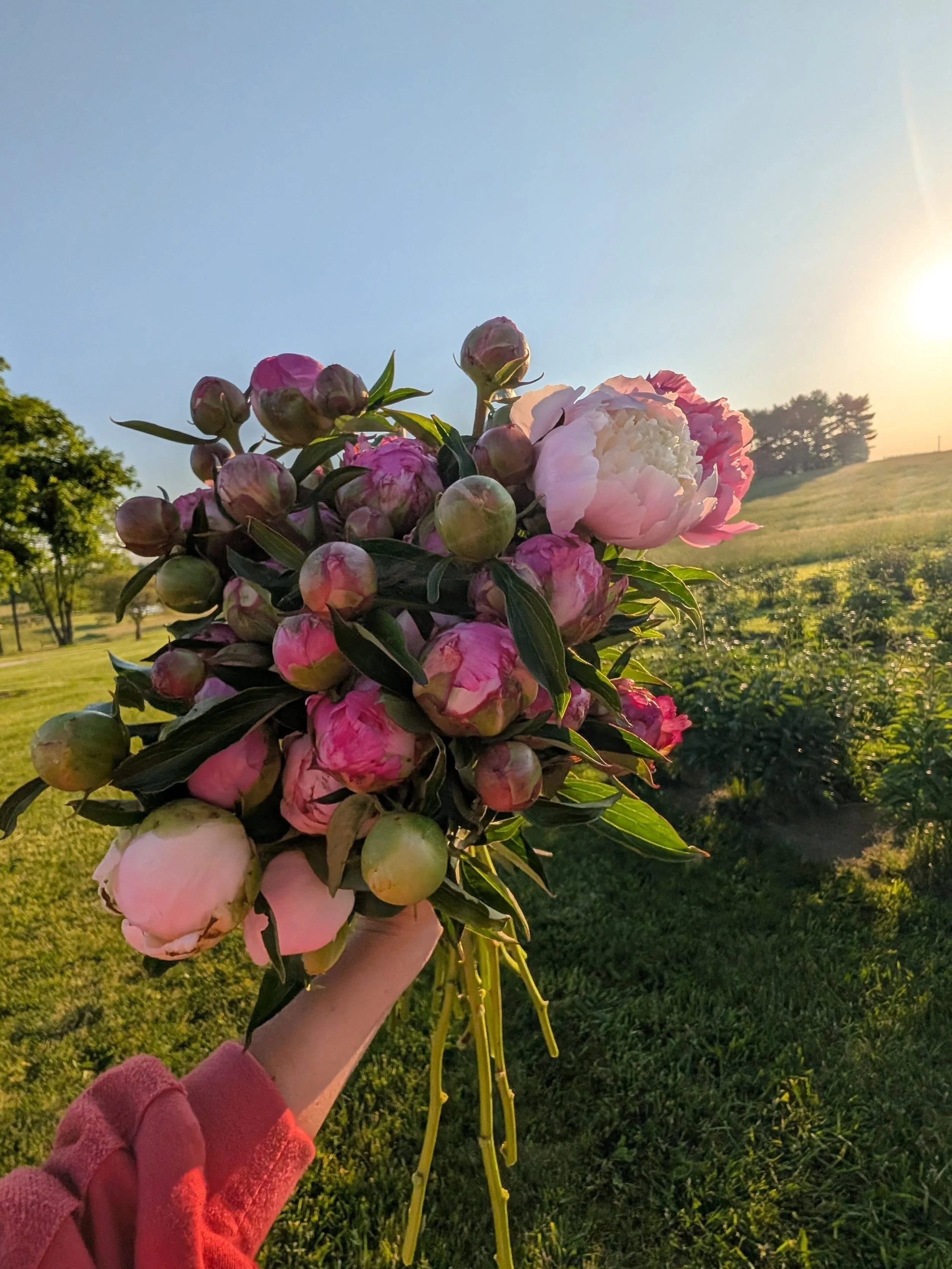 Peony season is here! Reach out if you need some! Price list is on the third slide. #highlandhillsfarm