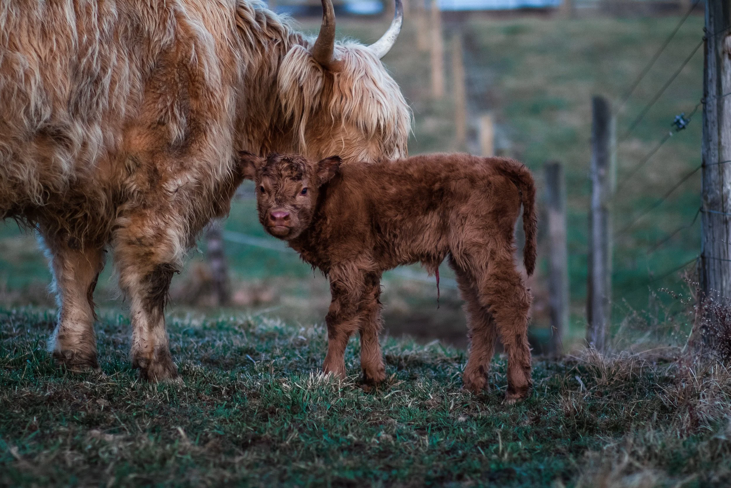 CATTLE — HIGHLAND HILLS FARM