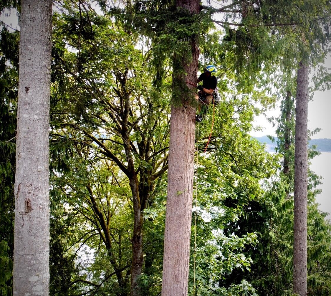 I&rsquo;m pretty sure I took this drone shot of @christophcazabon at the exact moment he was saying to himself &ldquo;if I go up another 30 feet I should be able to tie in and swing over there!&rdquo; When I took this photo he was at 85 feet. Notice 