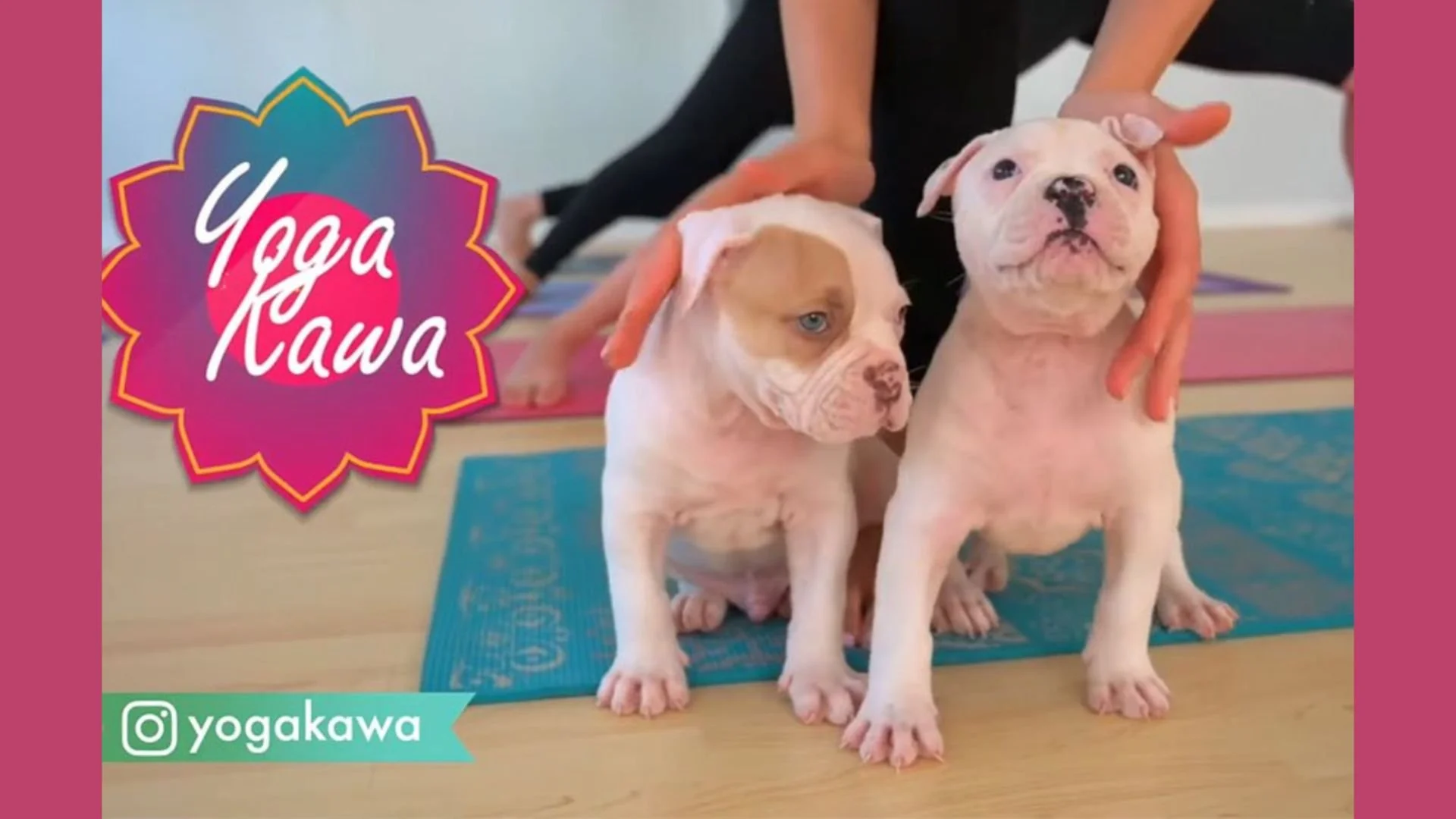 Animal Yoga
