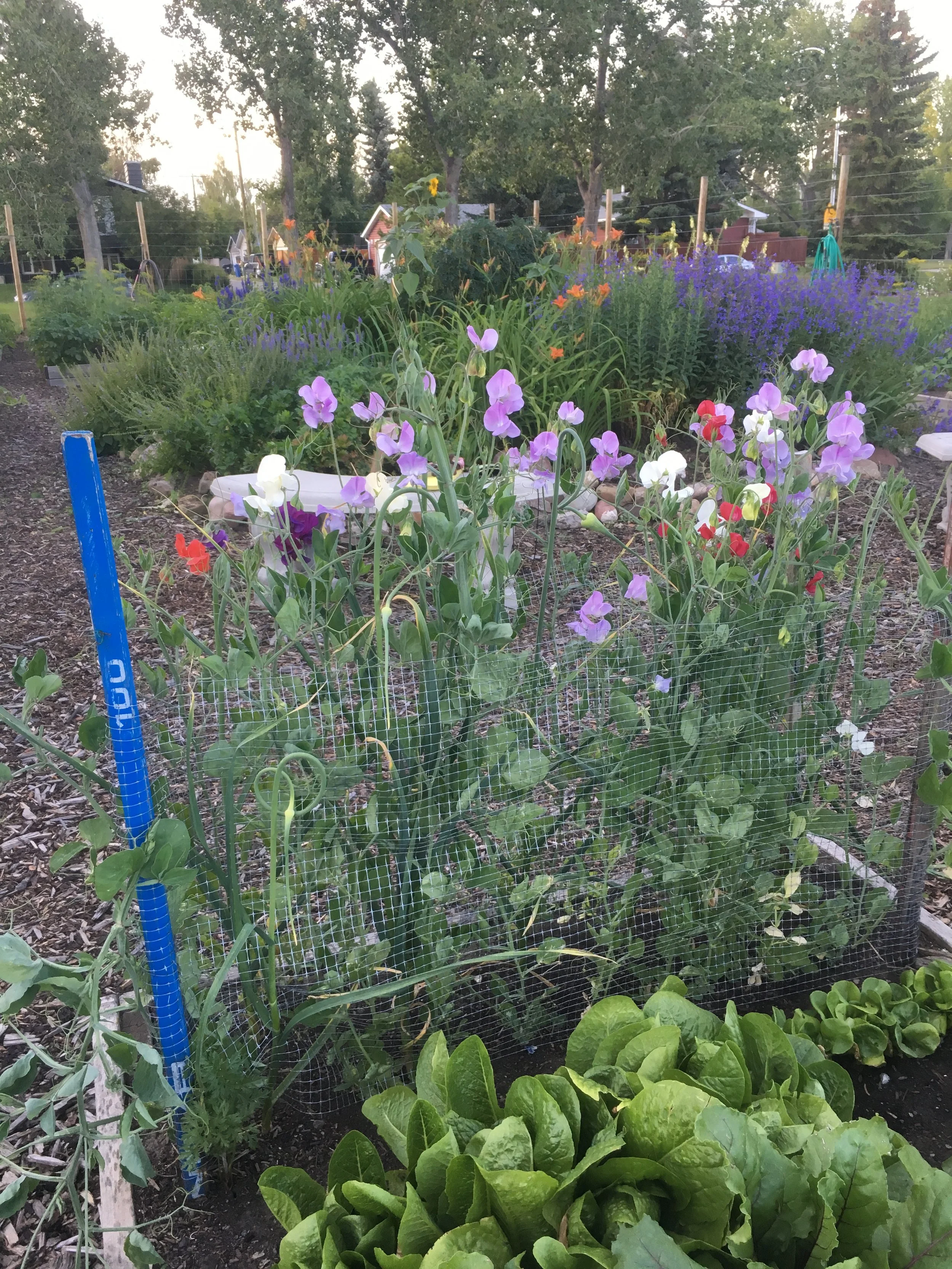 Parkland Garden.JPG