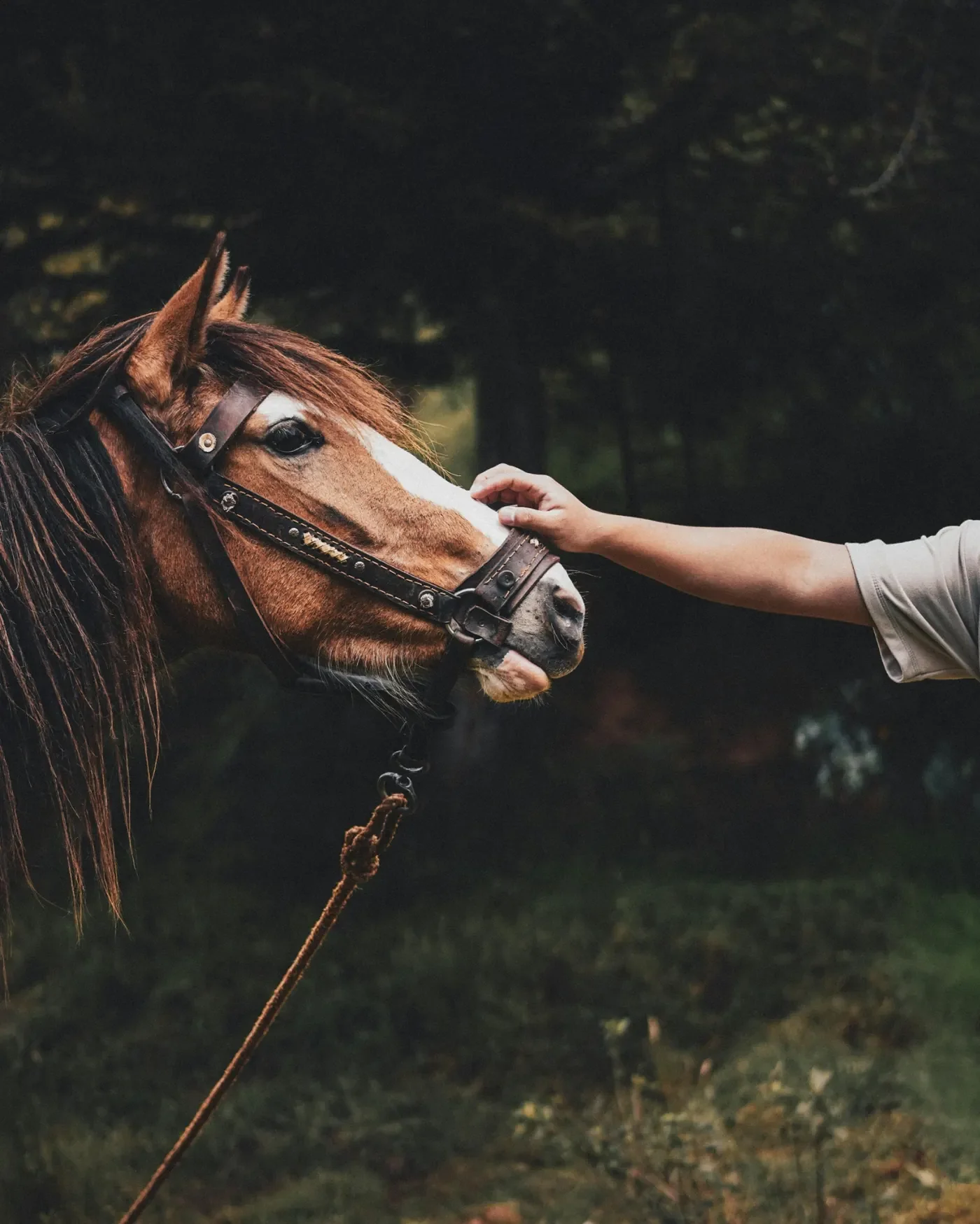 Equine Supported Coaching
