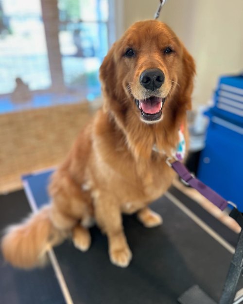 Doggie Style Grooming