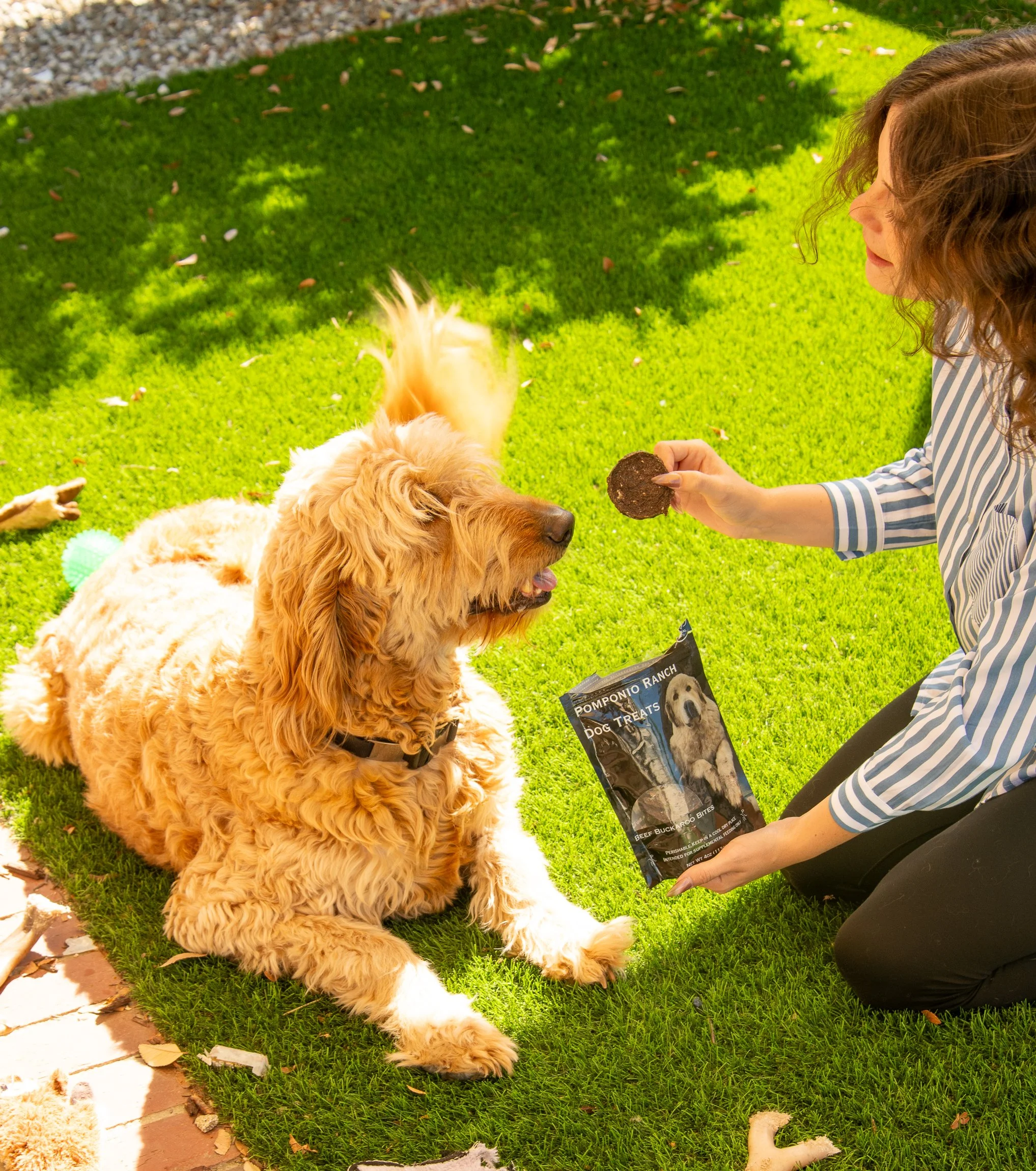 dogs5377 lifestyle outside - .JPG