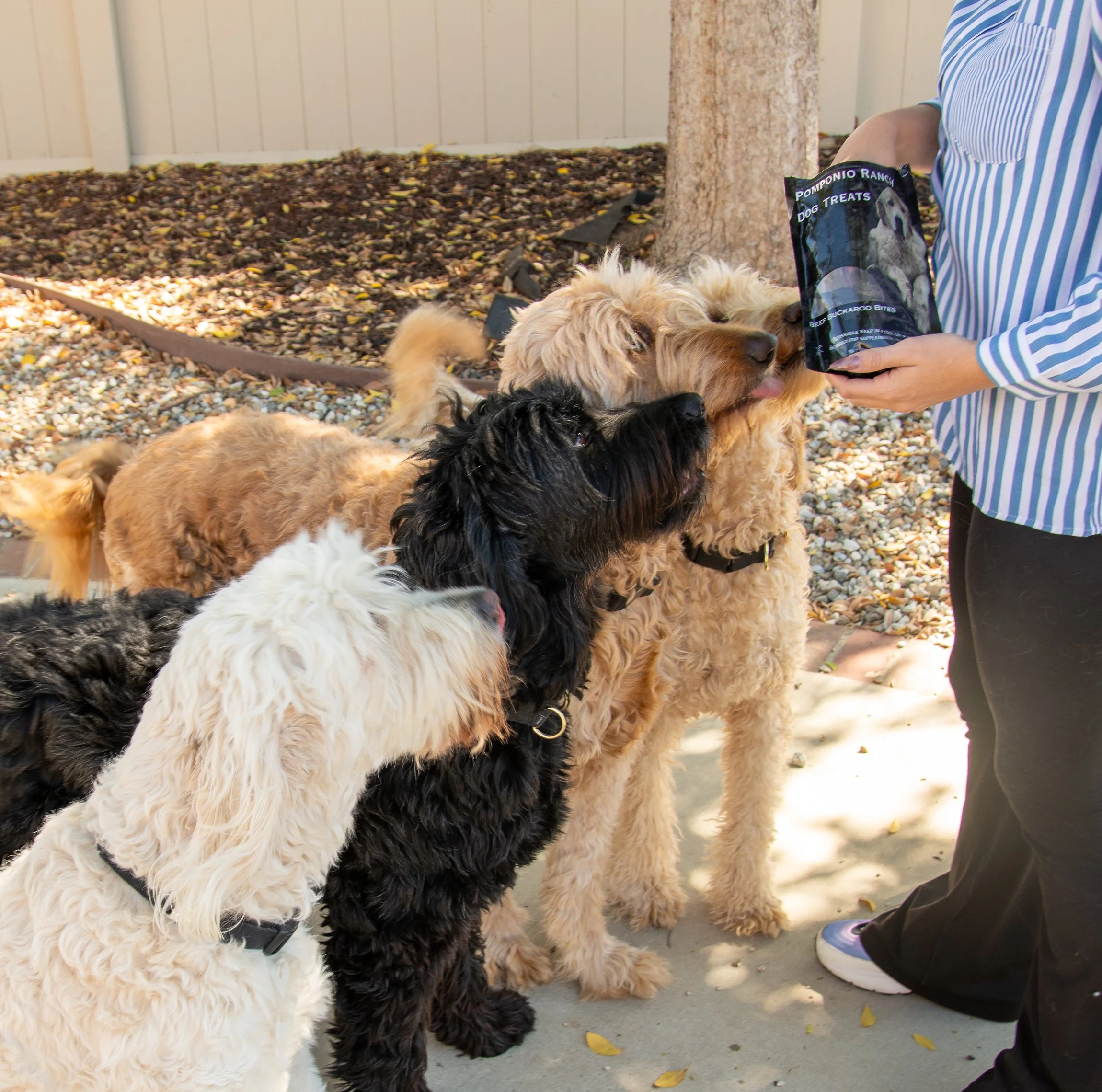 dogs5406 lifestyle outside - .JPG
