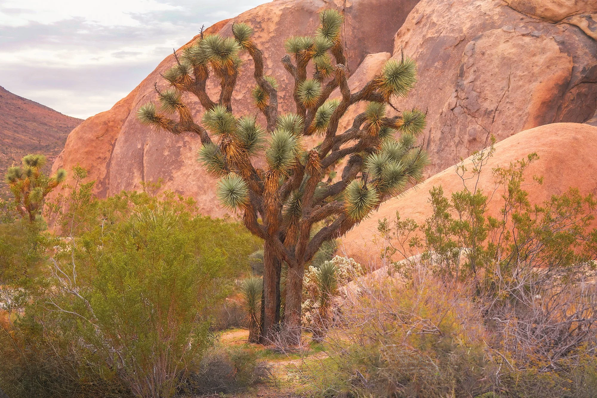 Joshua Tree: The Golden Hour Edit