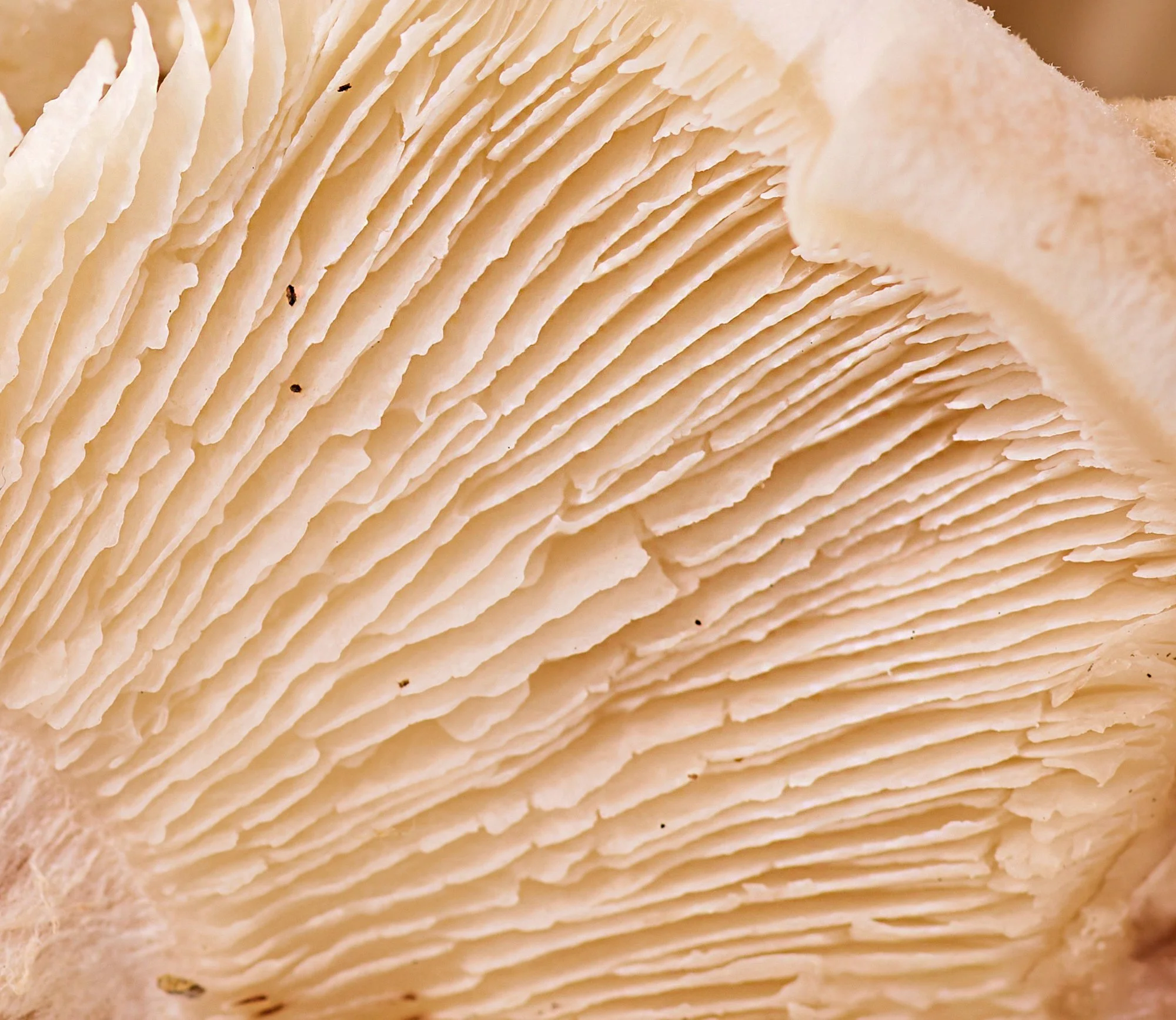 beyond meat79070v2.JPG