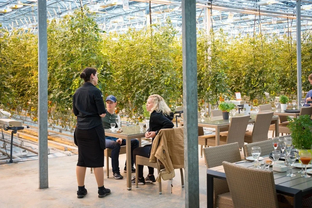 Server tending tables in a greenhouse farm restaurant among the tomato vines