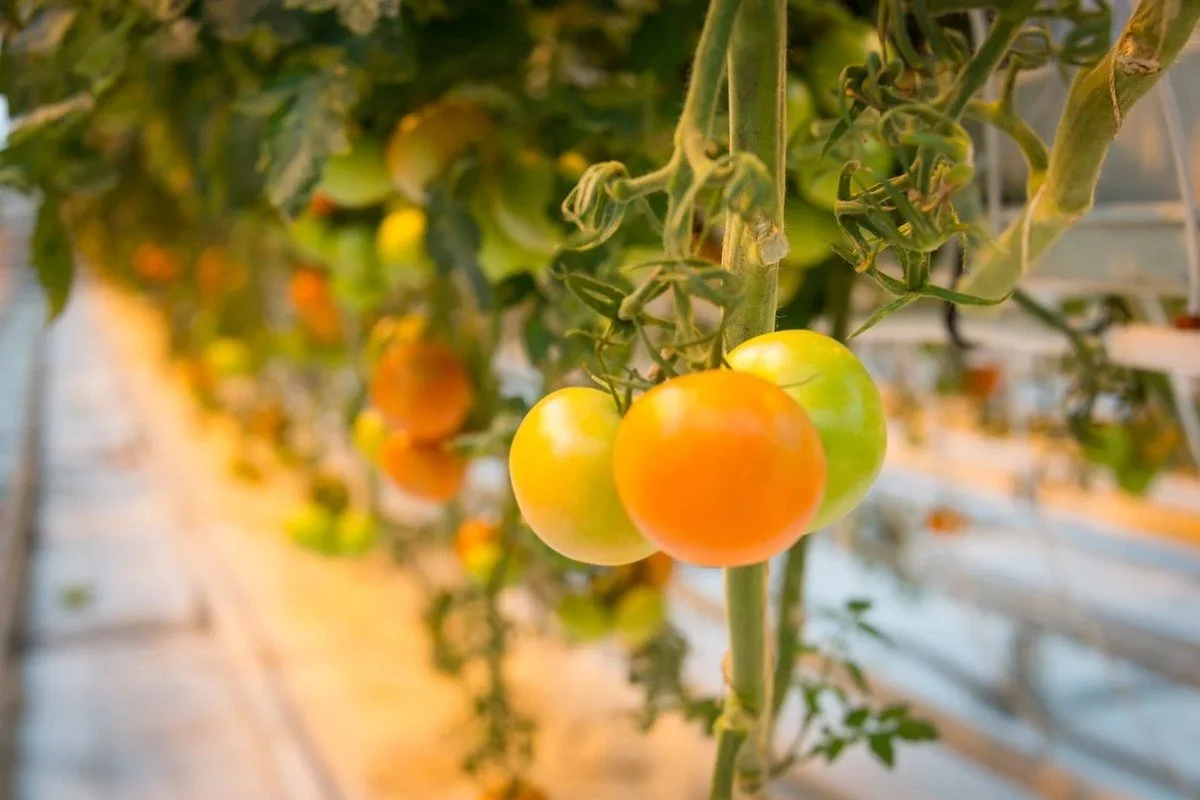 Tomatoes ripening on the vine in a greenhouse