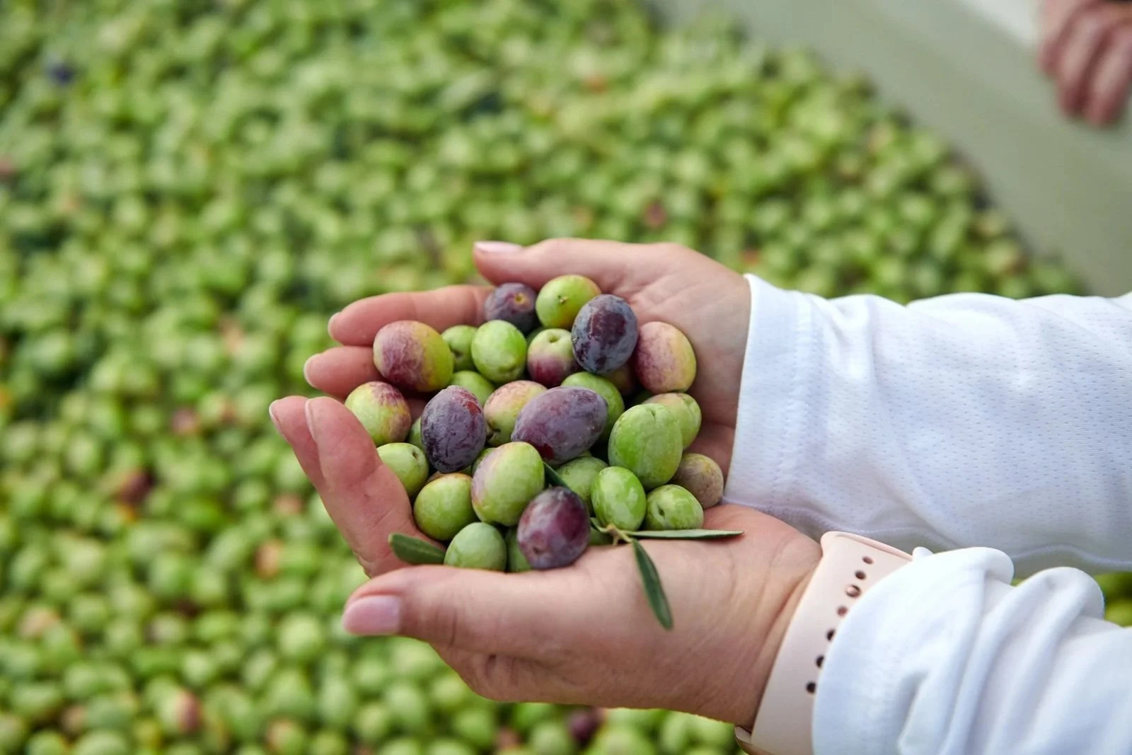 Hands holding freshly harvested green and purple olives
