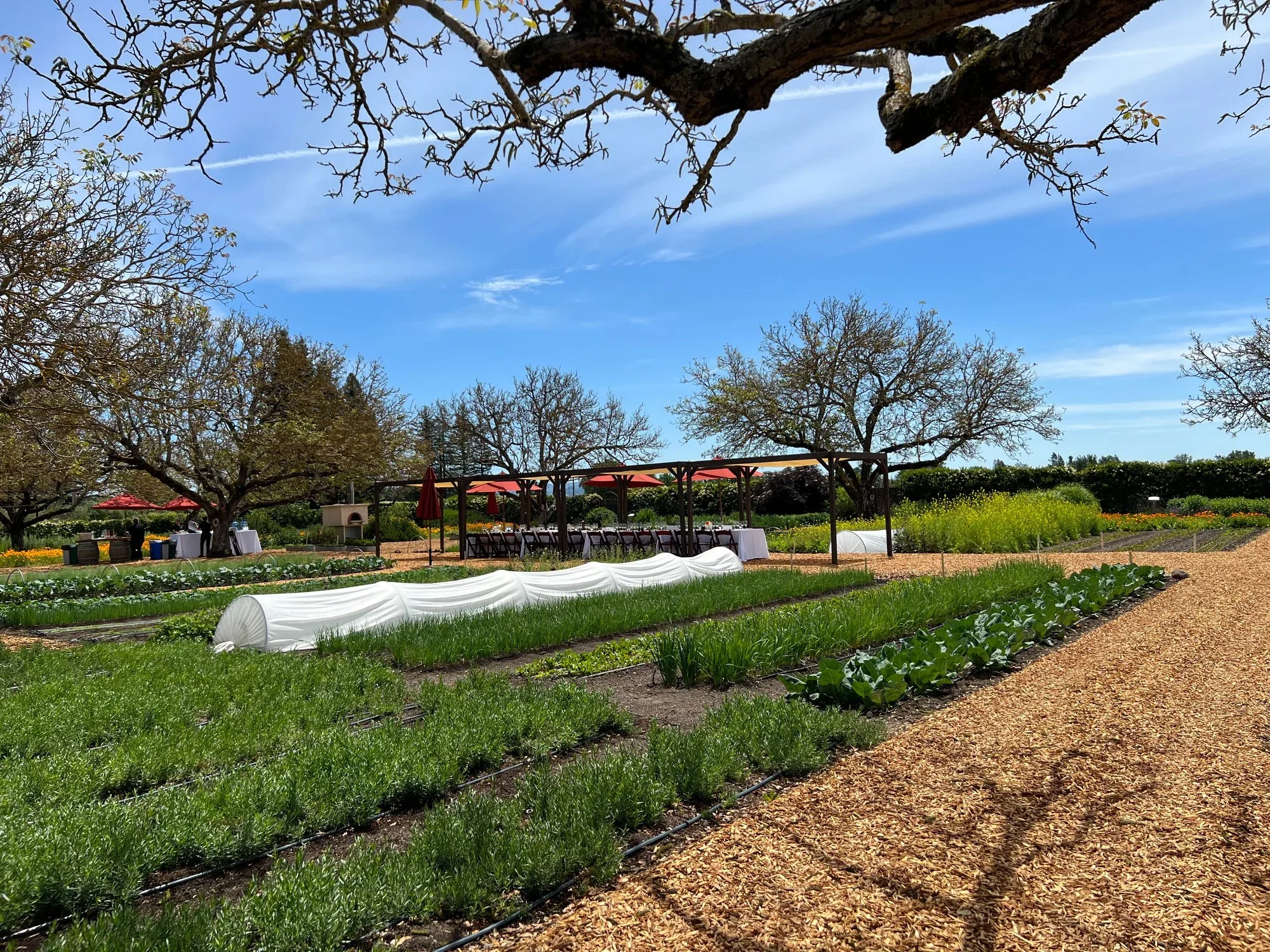 Farm rows and greenhouse under blue sky, farm to table editorial photography
