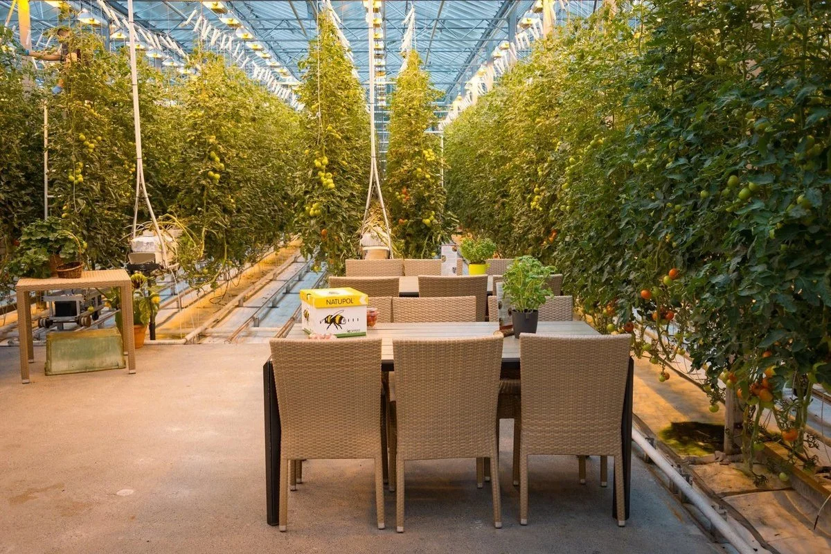 Farm-to-table dining table inside a greenhouse tomato farm