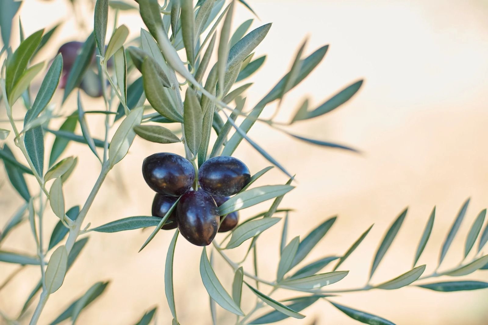 Ripe black olives on an olive branch