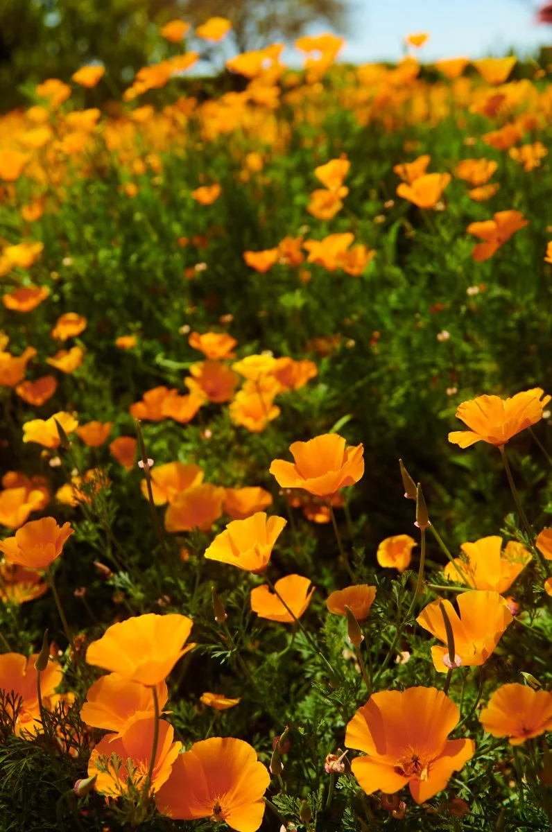 California poppies blooming in the Kendall-Jackson garden